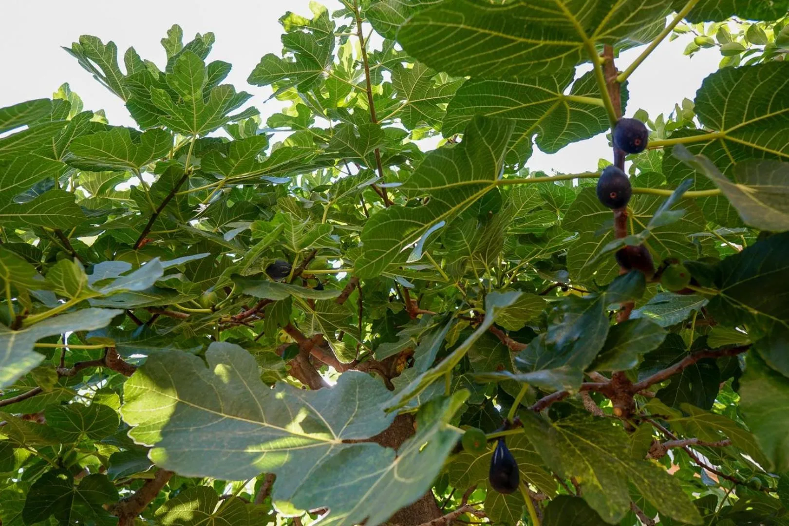 Garden in Villa Caterina - Solemar Sicilia