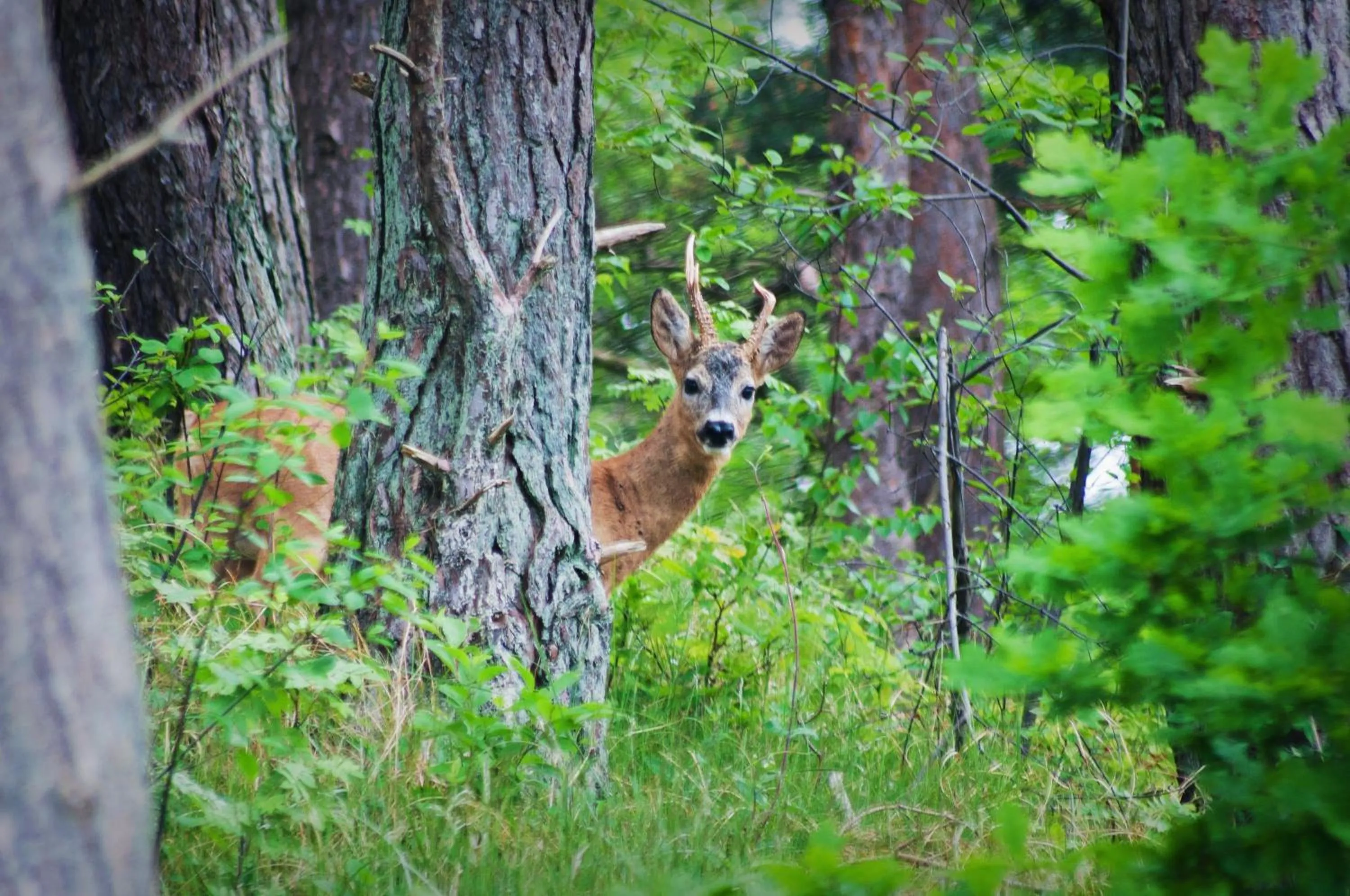 Neighbourhood in Upstalsboom Residenzen Trassenheide