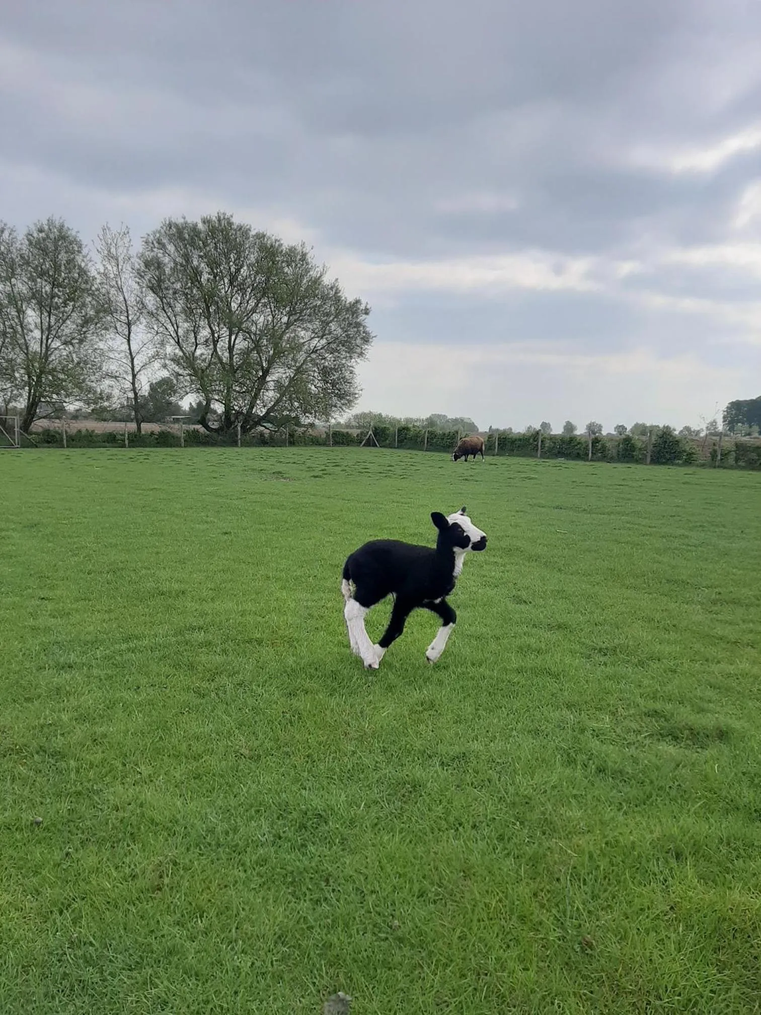 Garden in B & B Victors Hof, met zwemvijver en leuke diertjes
