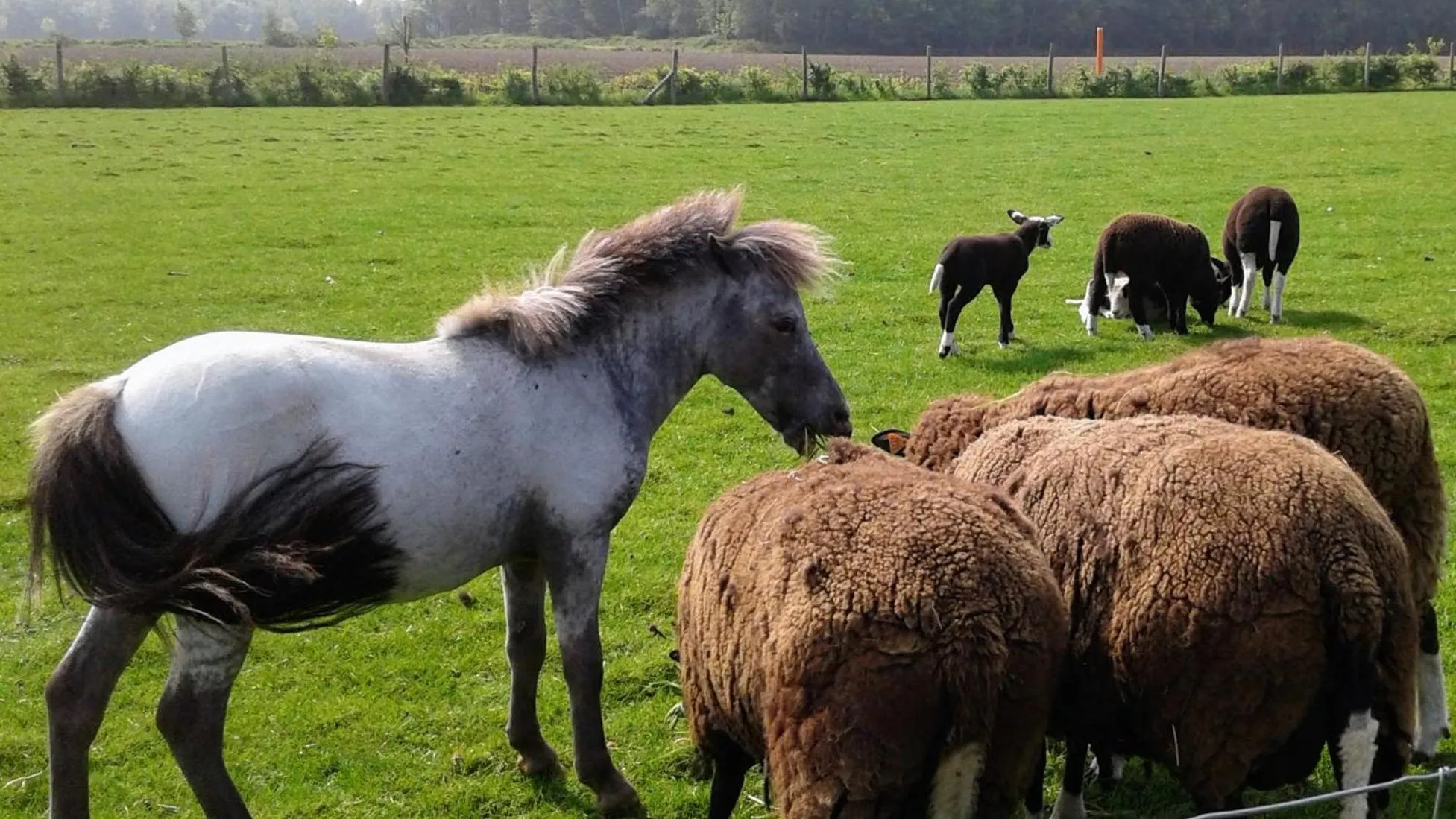 Animals in B & B Victors Hof, met zwemvijver en leuke diertjes