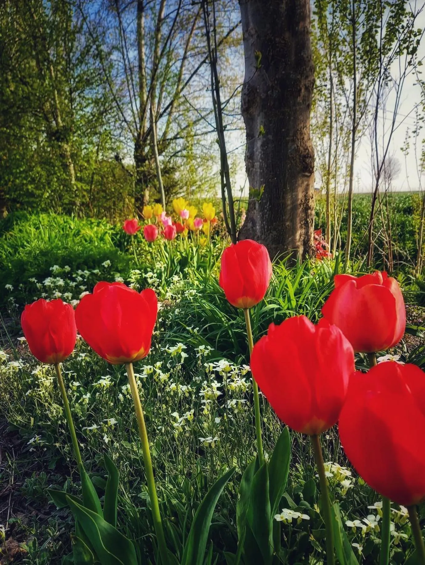 Garden in B & B Victors Hof, met zwemvijver en leuke diertjes