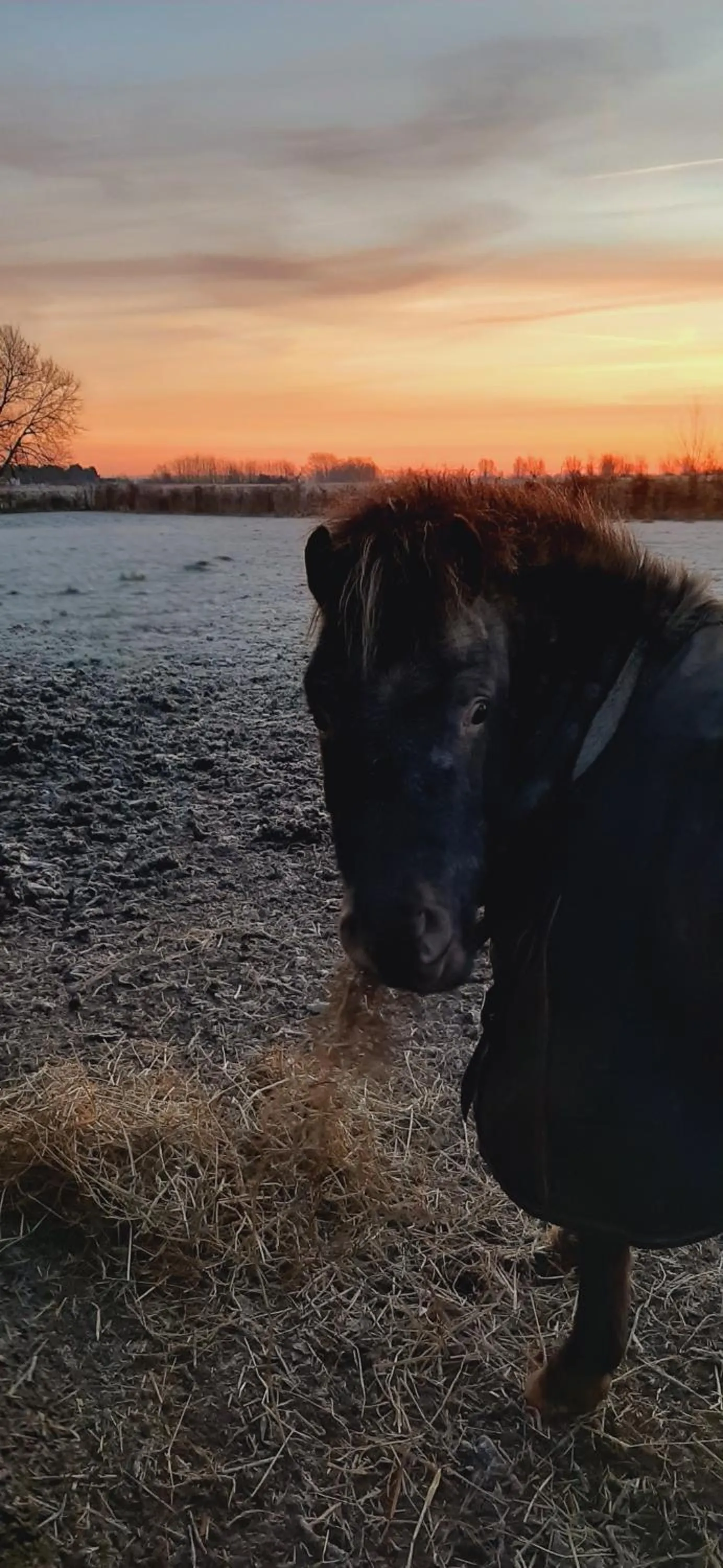 Natural landscape in B & B Victors Hof, met zwemvijver en leuke diertjes