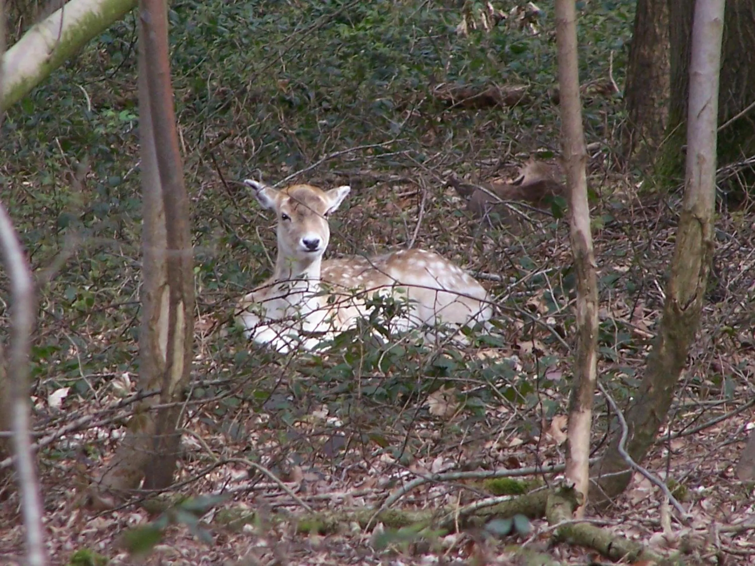Animals in B & B Victors Hof, met zwemvijver en leuke diertjes