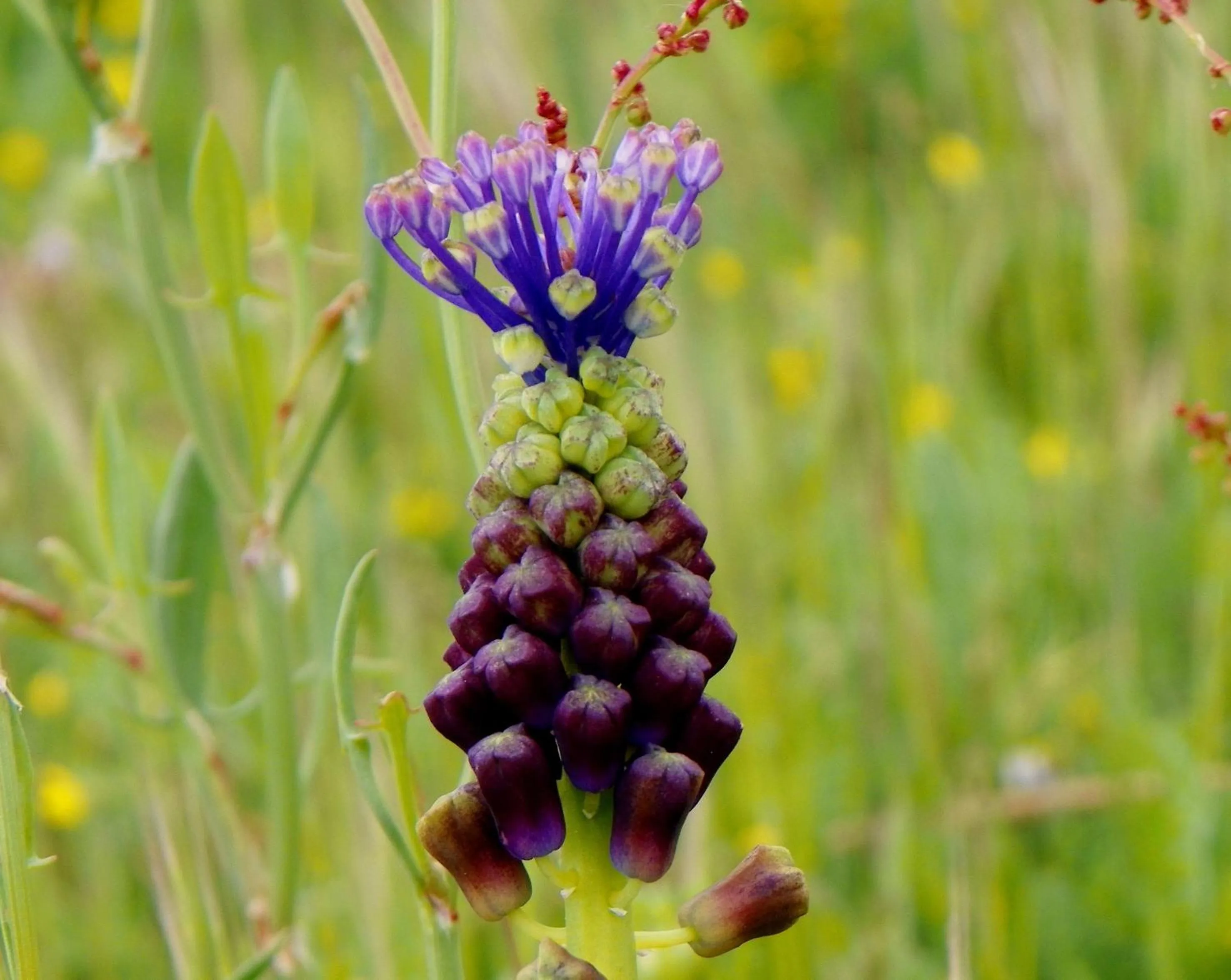 Spring in Hotel Villa de Berzocana