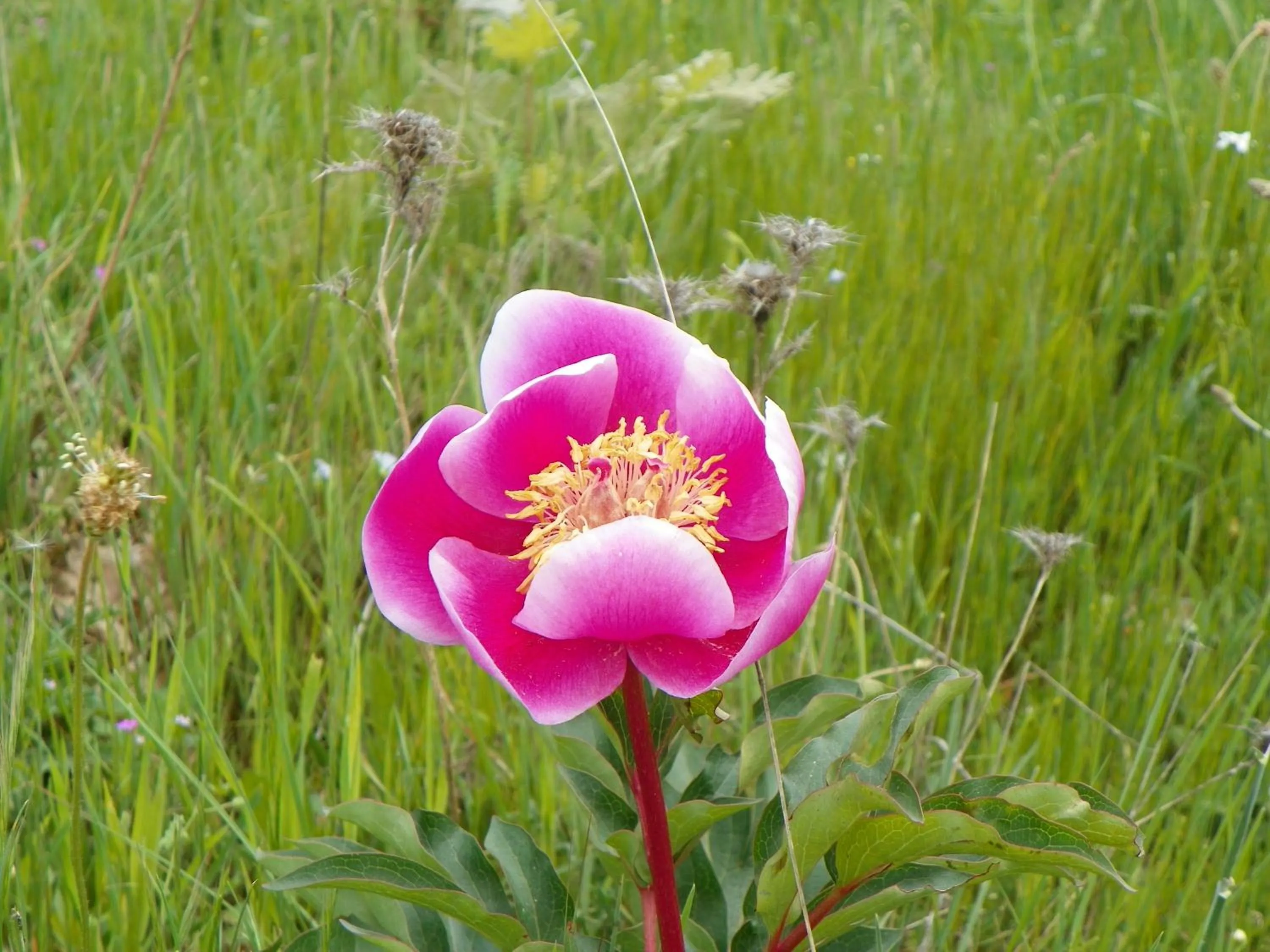 Spring in Hotel Villa de Berzocana
