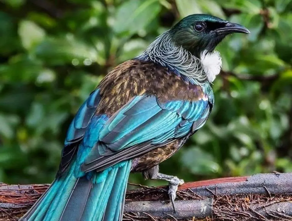 Manakau House The Old Manakau Hotel 1920