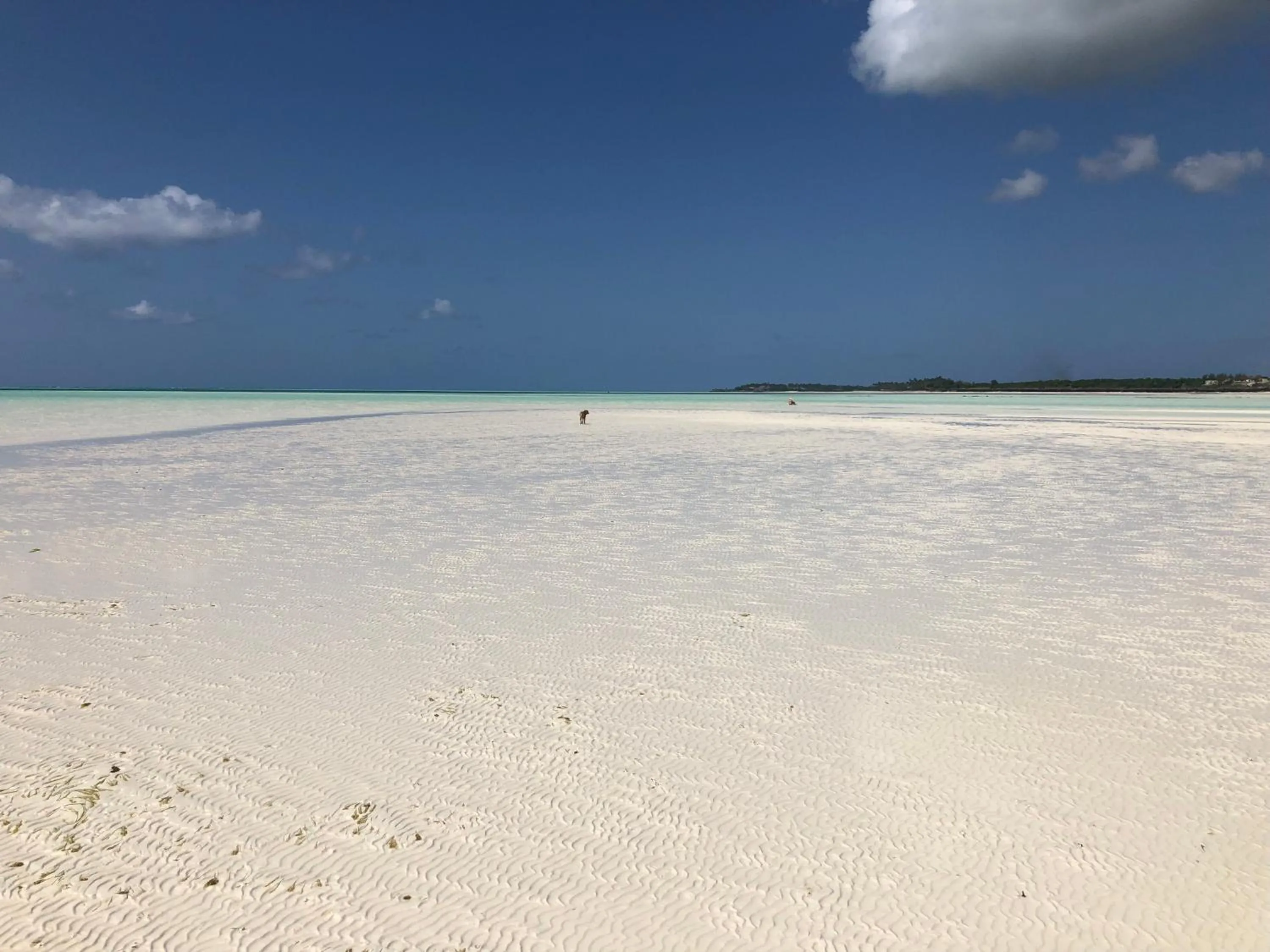 Beach in Aurora Boutique Hotel Jambiani