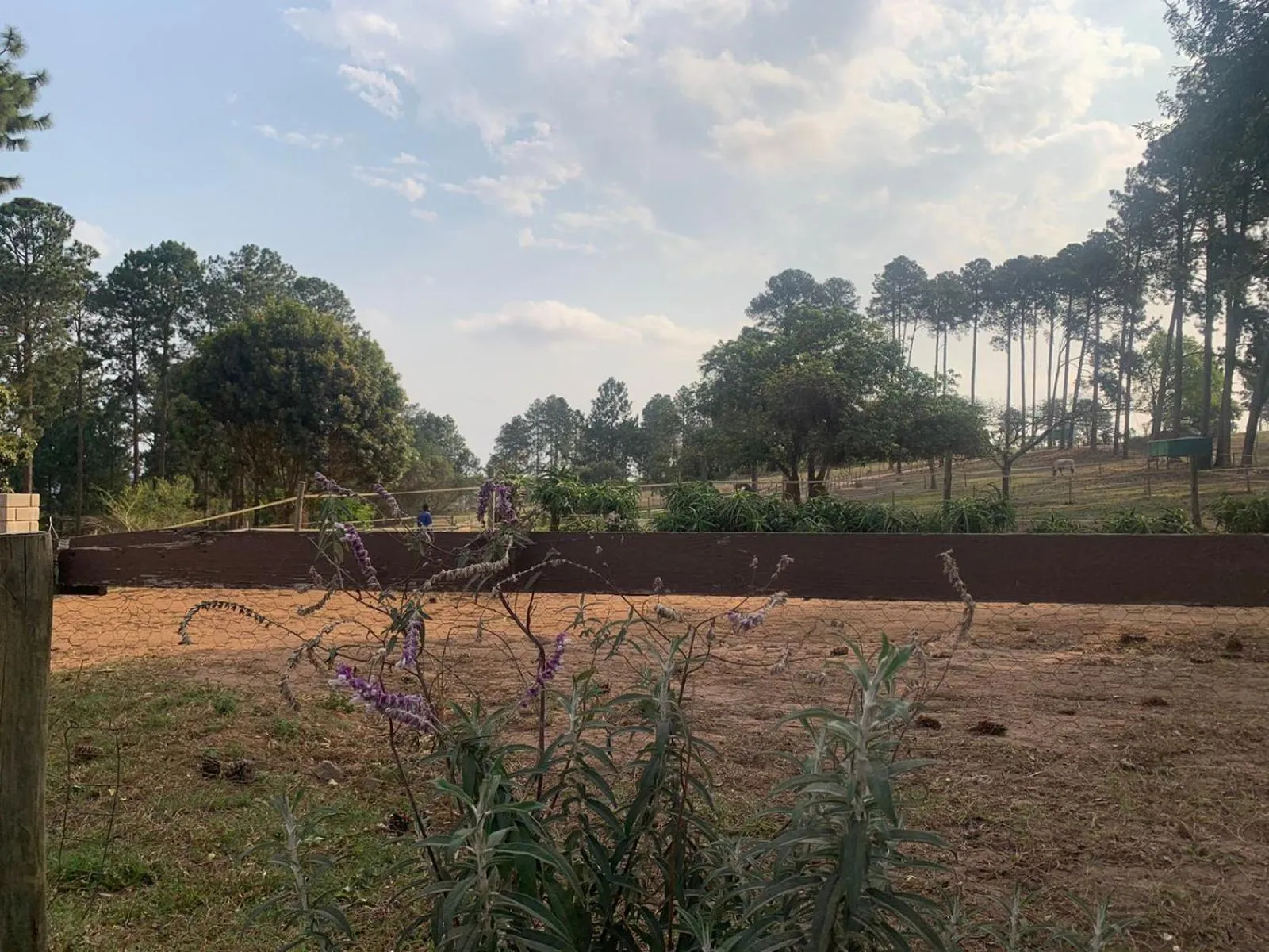 Natural landscape in Ollivanders Estate