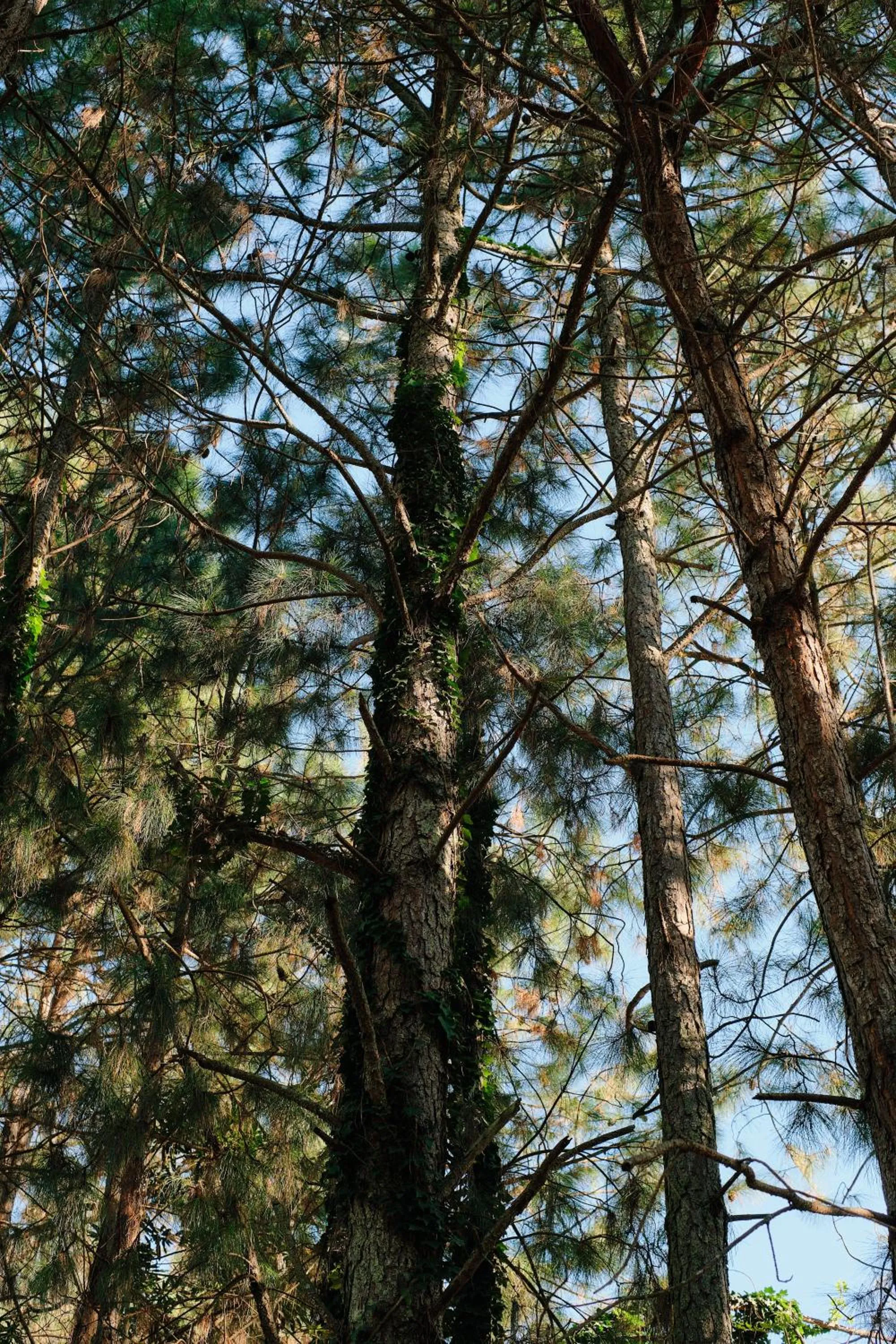 Garden in Ollivanders Estate