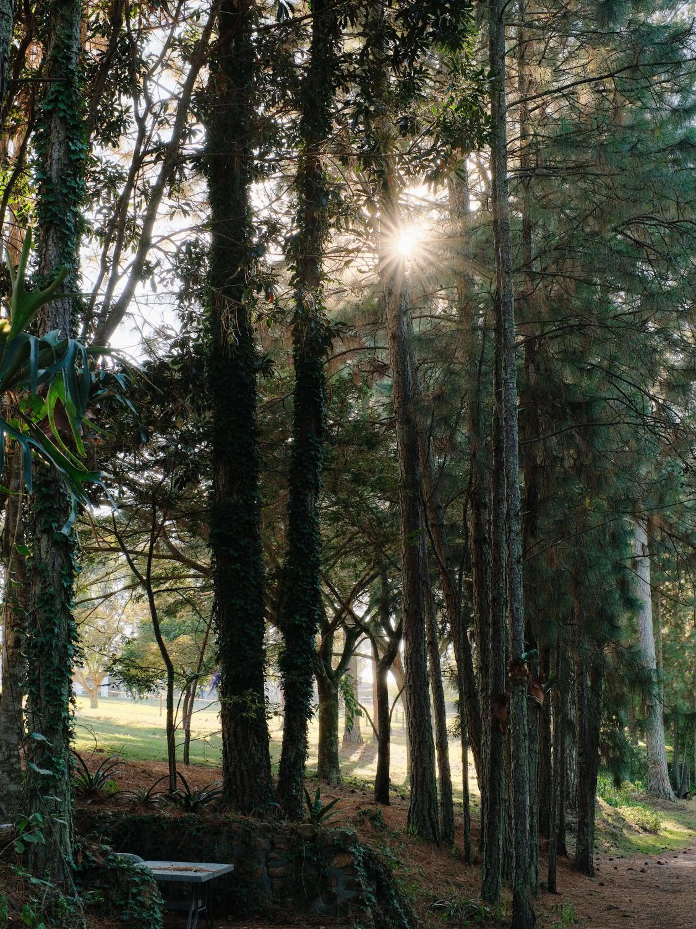 Garden in Ollivanders Estate