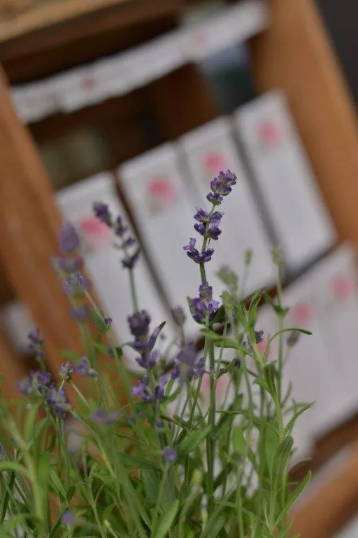 Landhaus Müllenborn