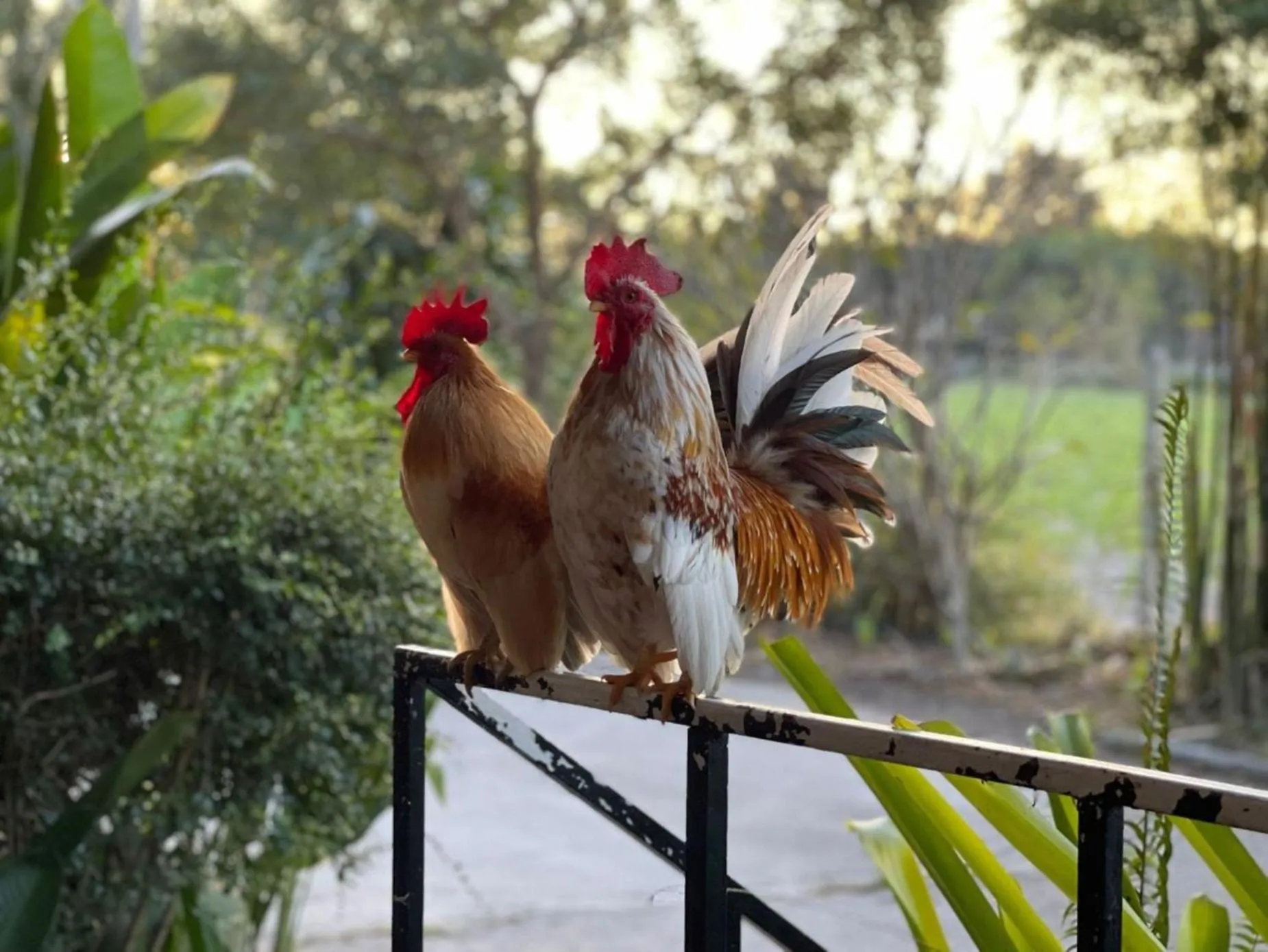 Animals in Long Lake Resort