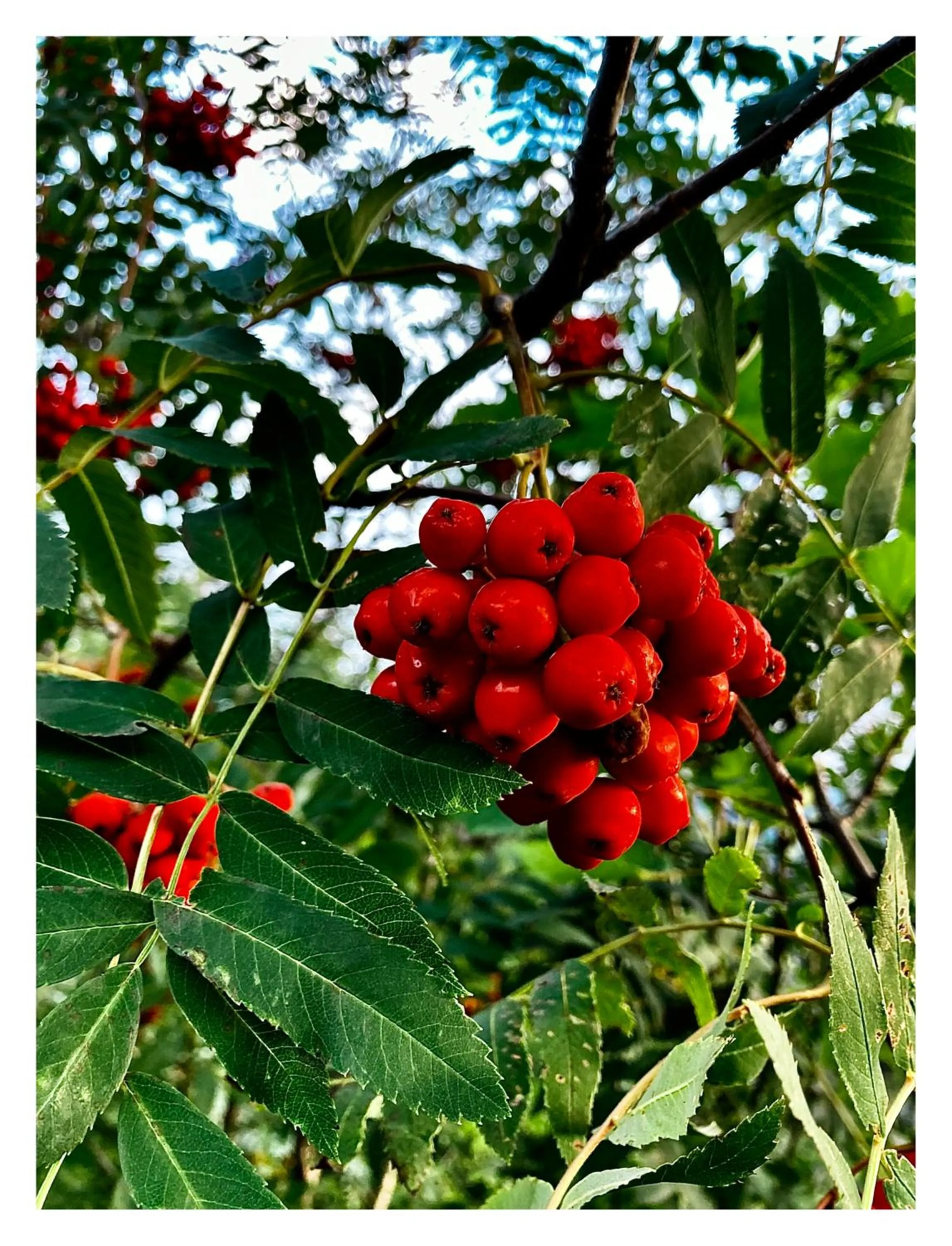 Natural landscape in Willa Danielka