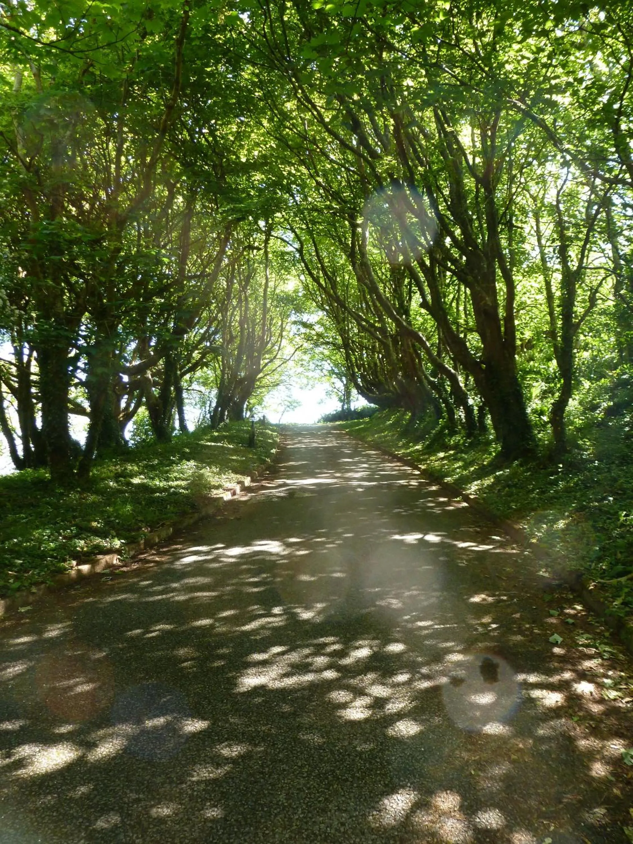 Garden in The Liscawn