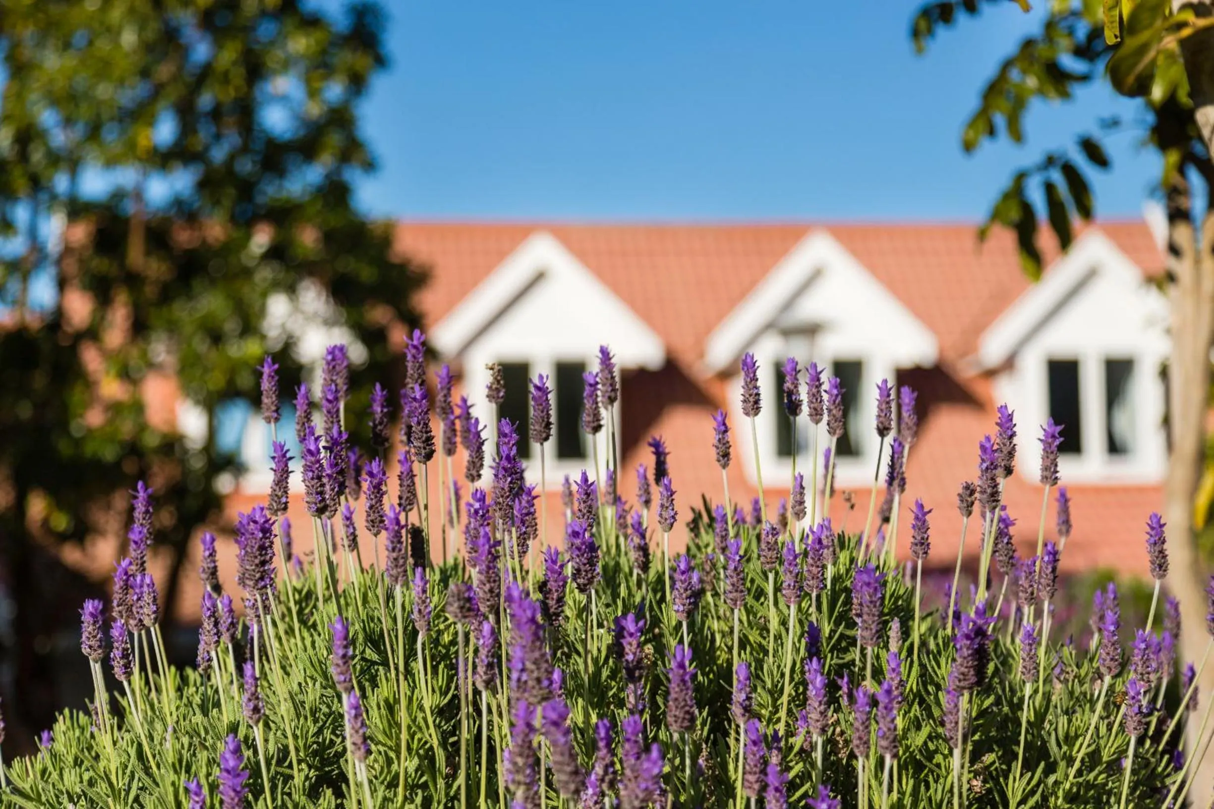Living room in 6 On Protea