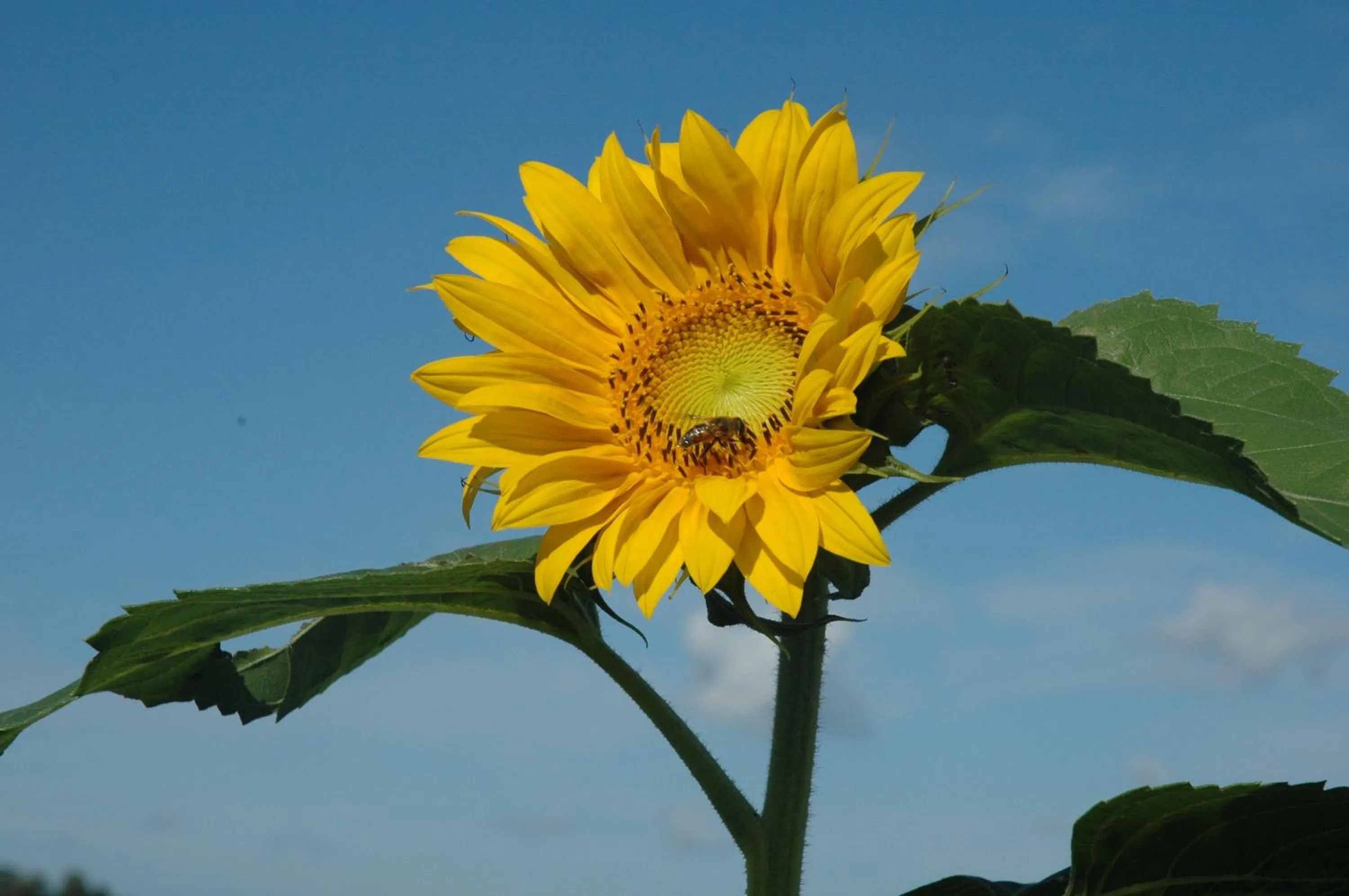 Other in Hotel Zur Burg Sternberg