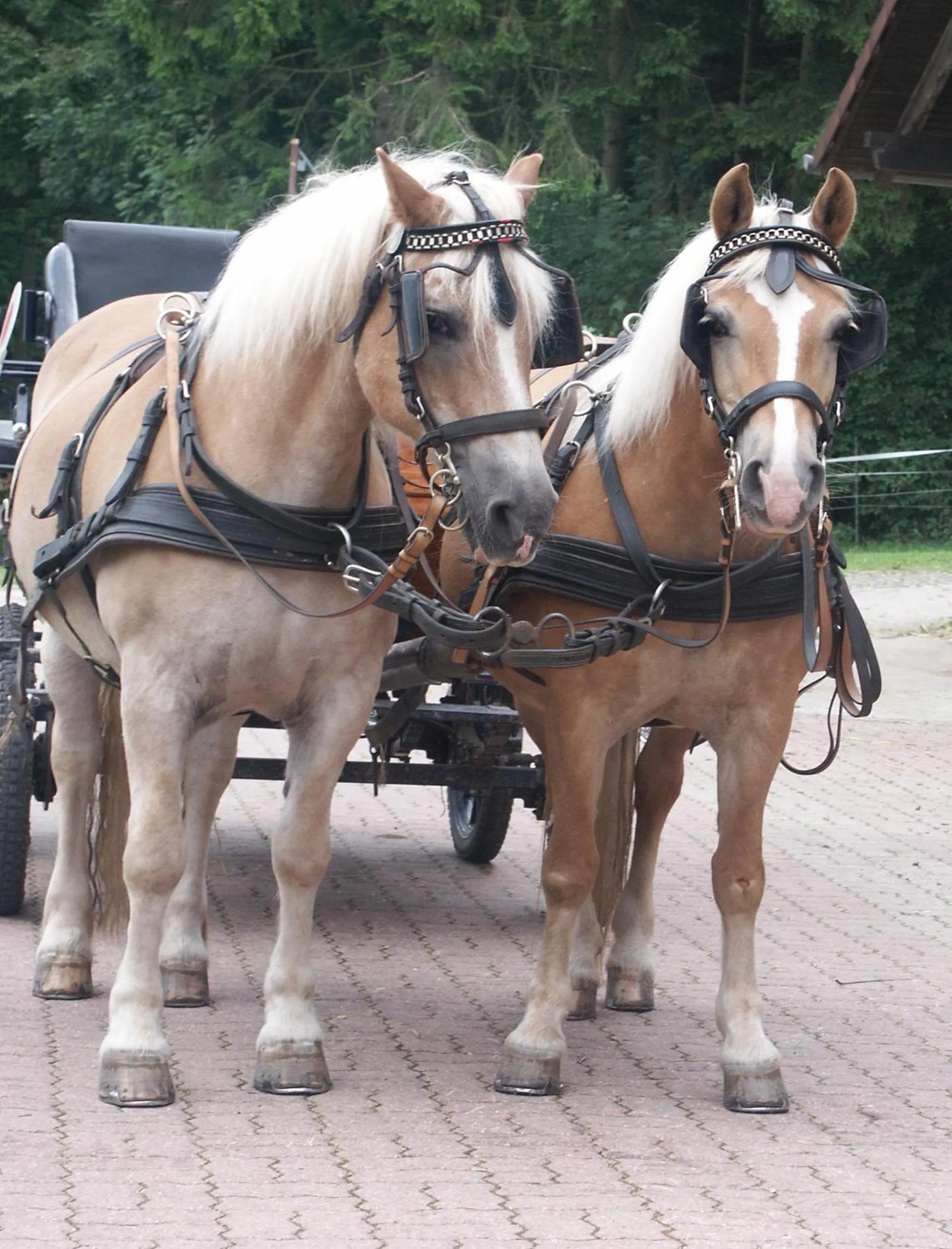 Animals in Hotel Zur Burg Sternberg