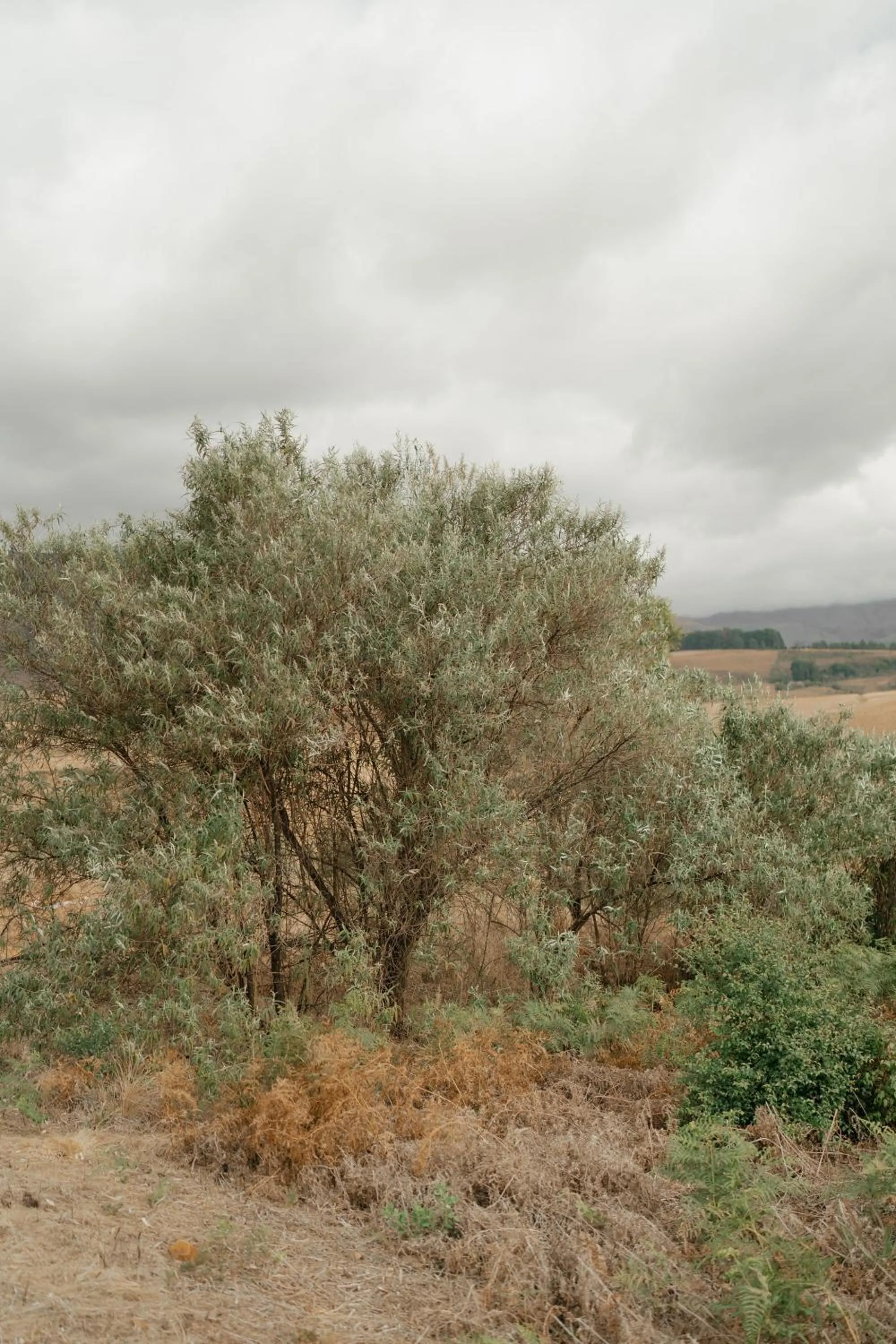 Natural landscape in Dragonview Lodge