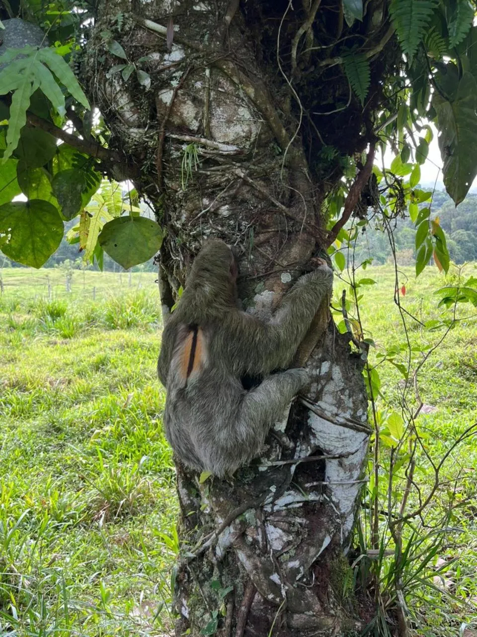 Natural landscape in Confort Arenal