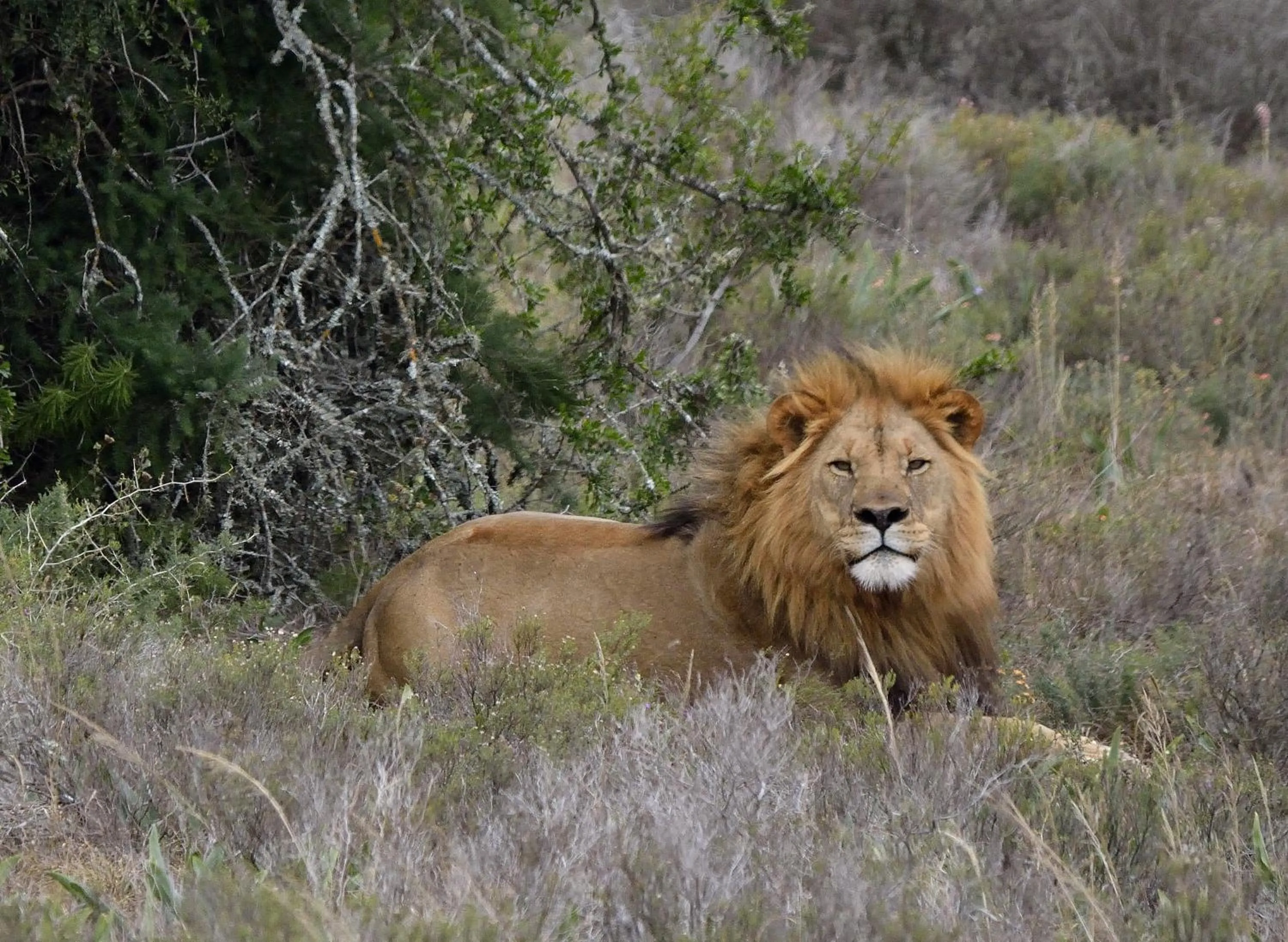 Animals in Quatermain's 1920's Safari Camp – Amakhala Game Reserve