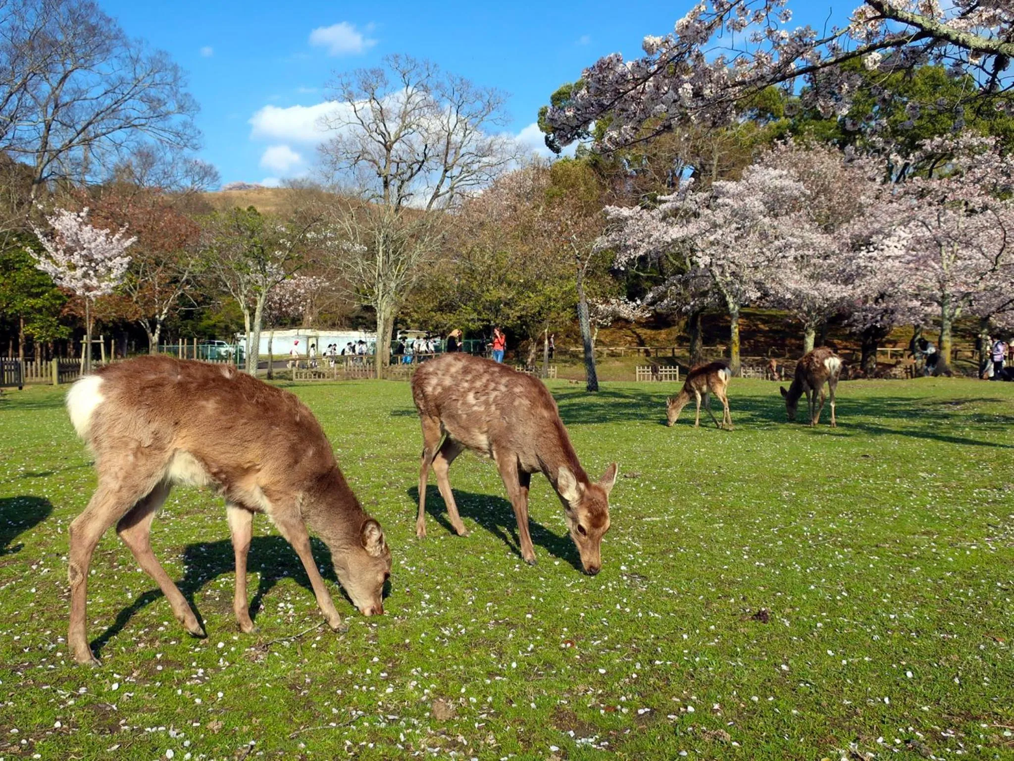 Nearby landmark in Hotel Tenpyo Naramachi