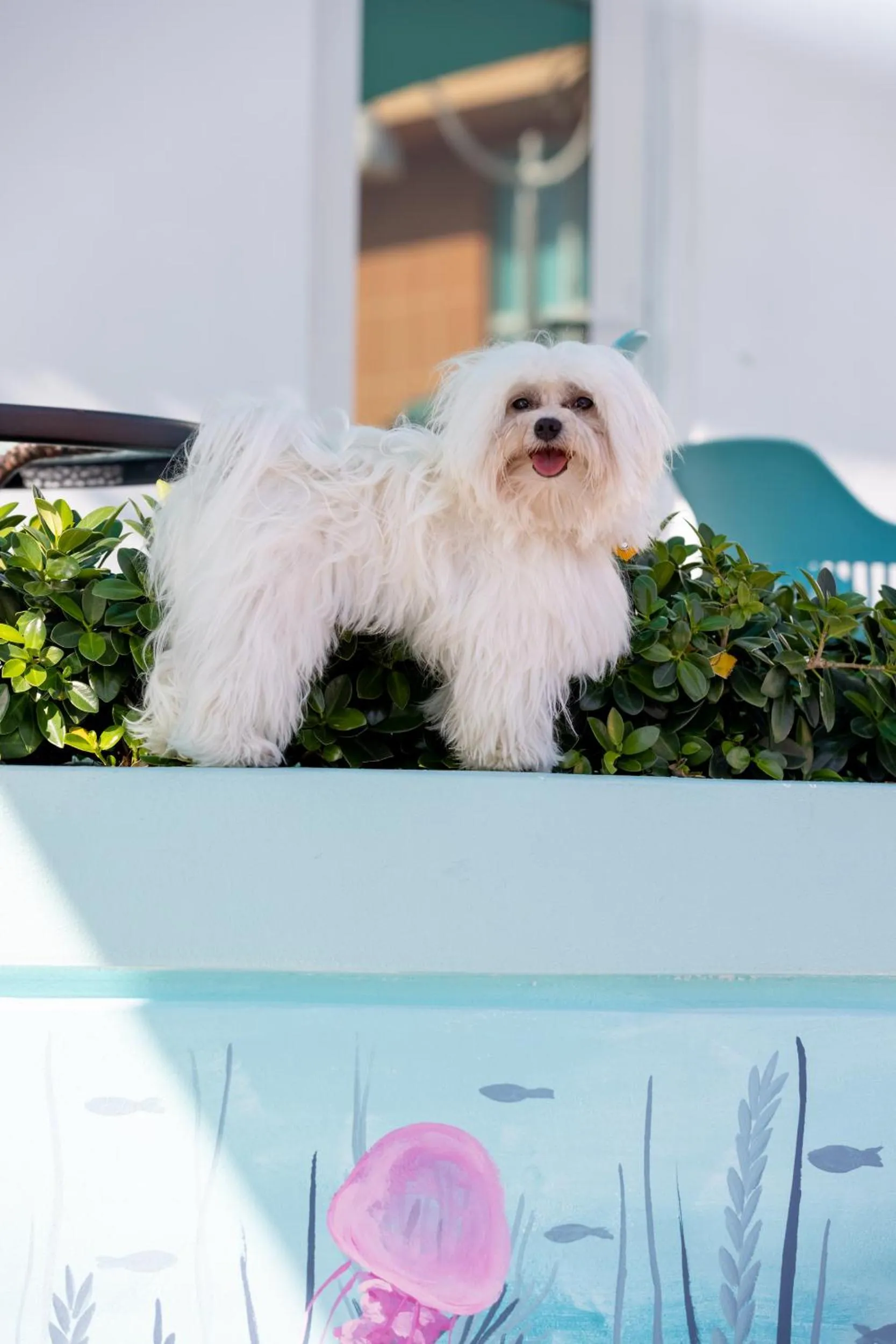 The Marlin Beachside