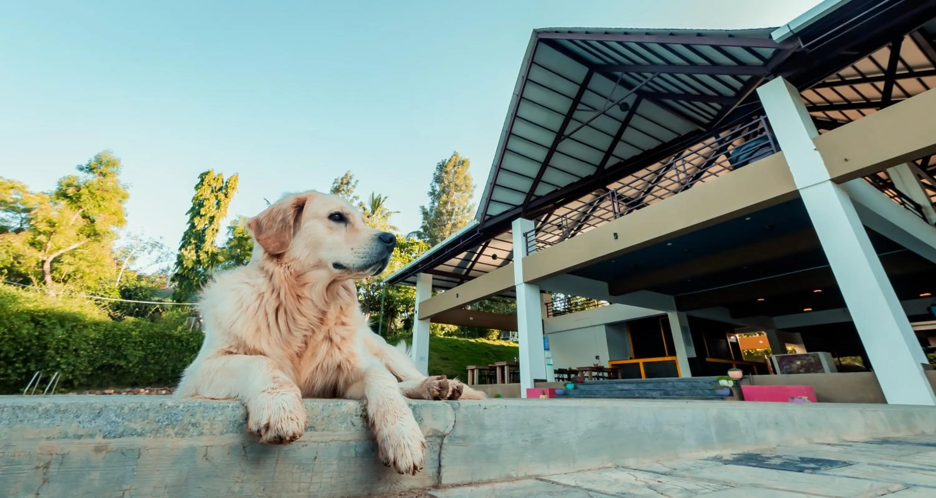 Pets in Commune18 Resort Chikmagalur