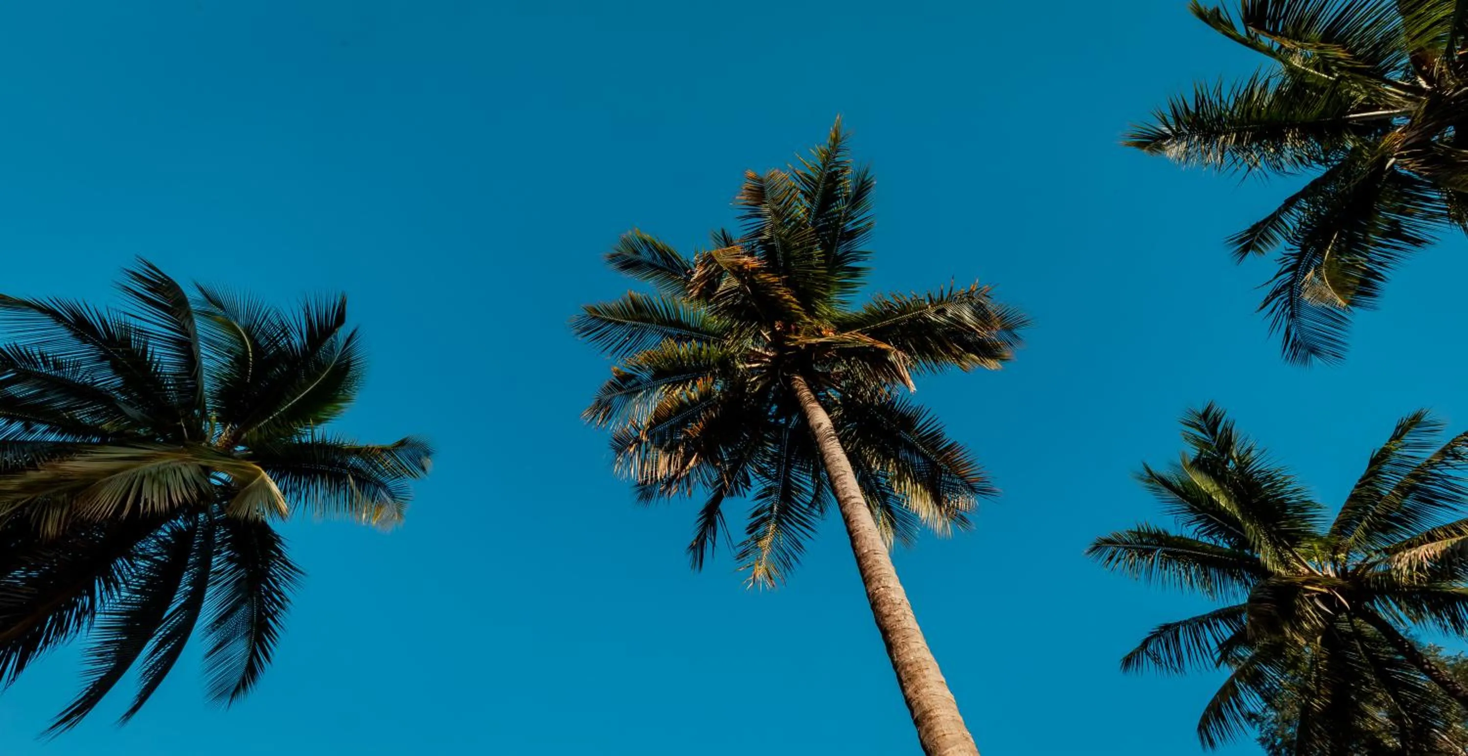 Natural landscape in Commune18 Resort Chikmagalur