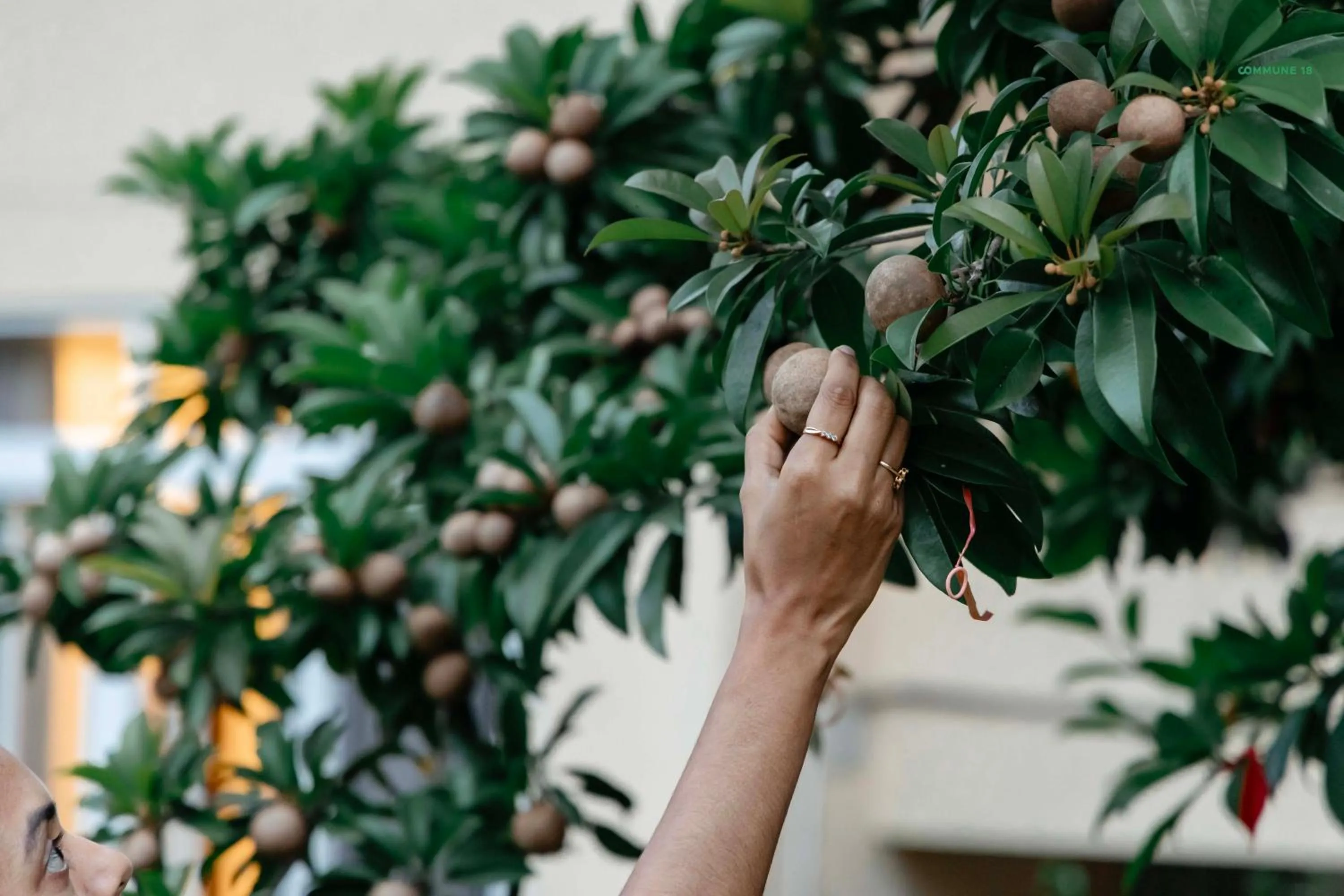 Commune18 Resort Chikmagalur