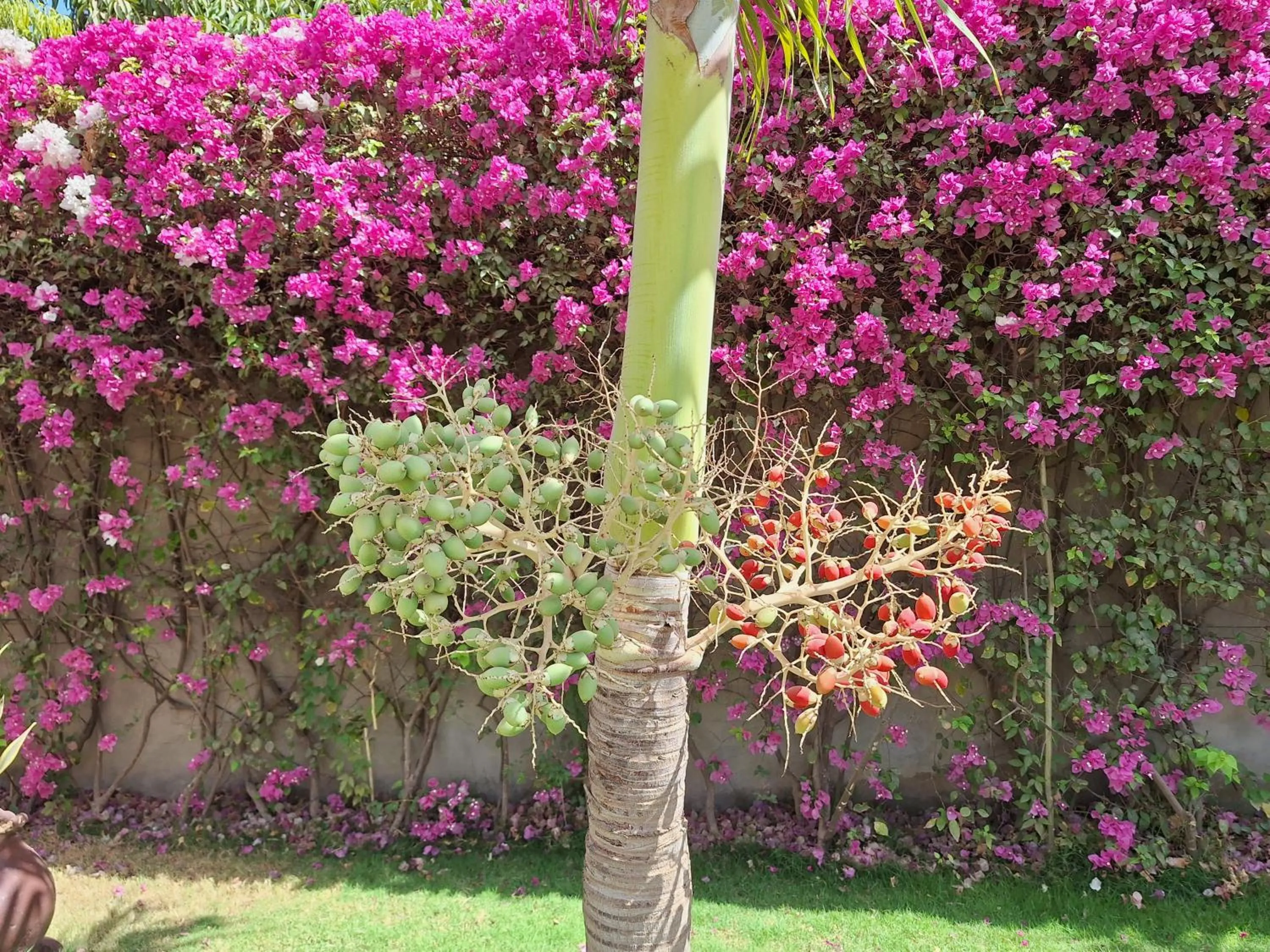 Garden in Hôtel La Belle Etoile & SPA