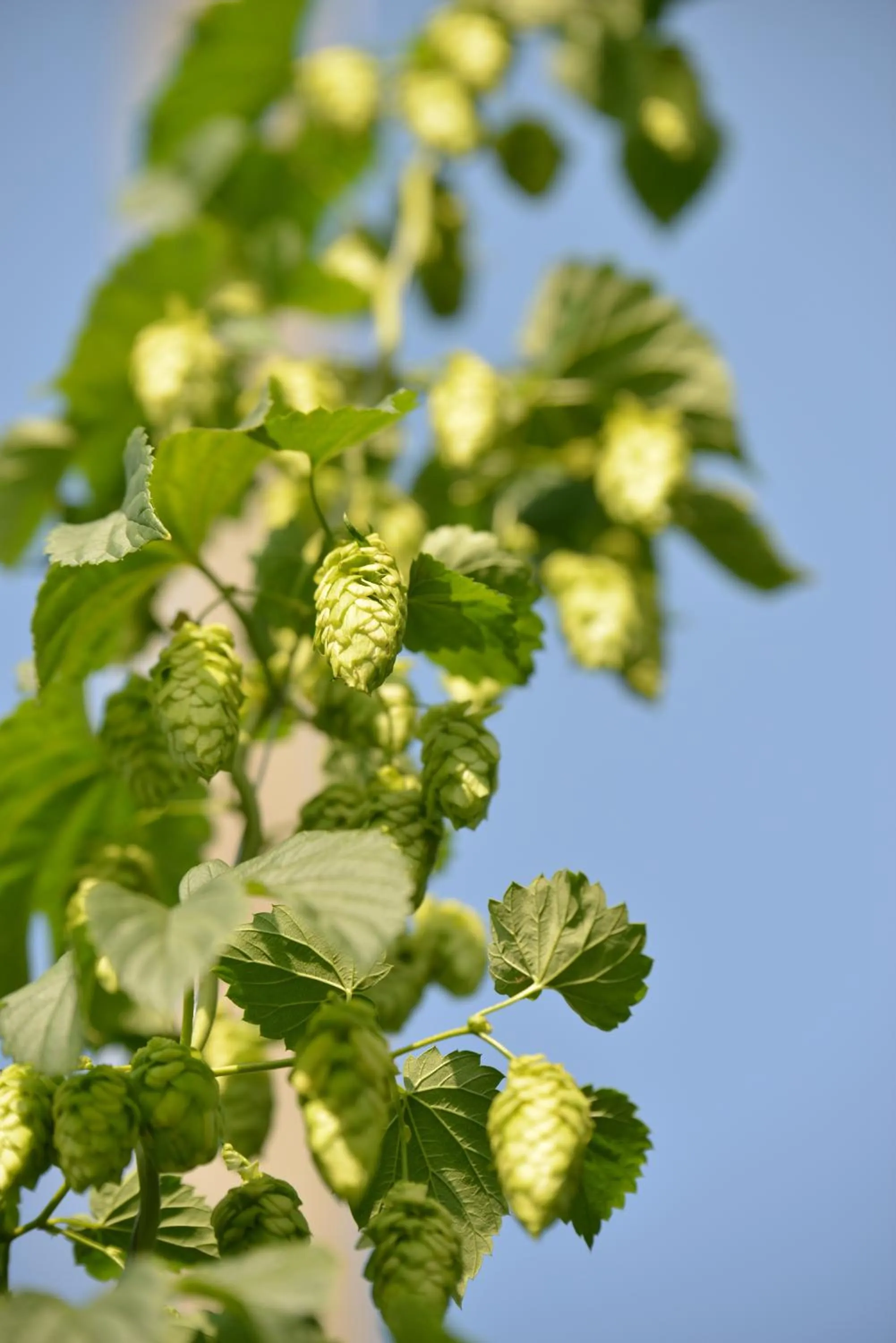 Other in Brauereigasthof zum Lamm