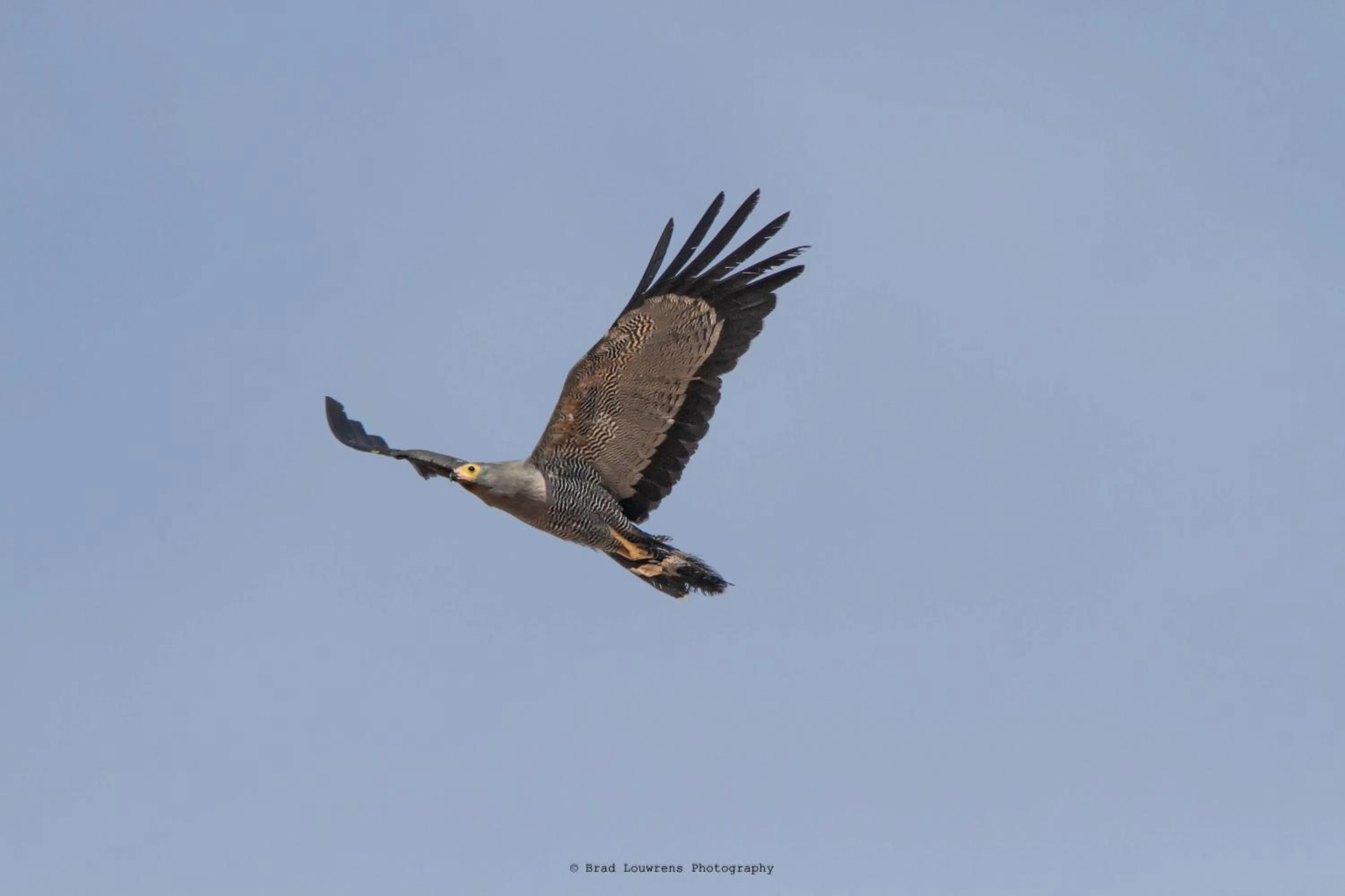 Animals in Woodbury Tented Camp – Amakhala Game Reserve