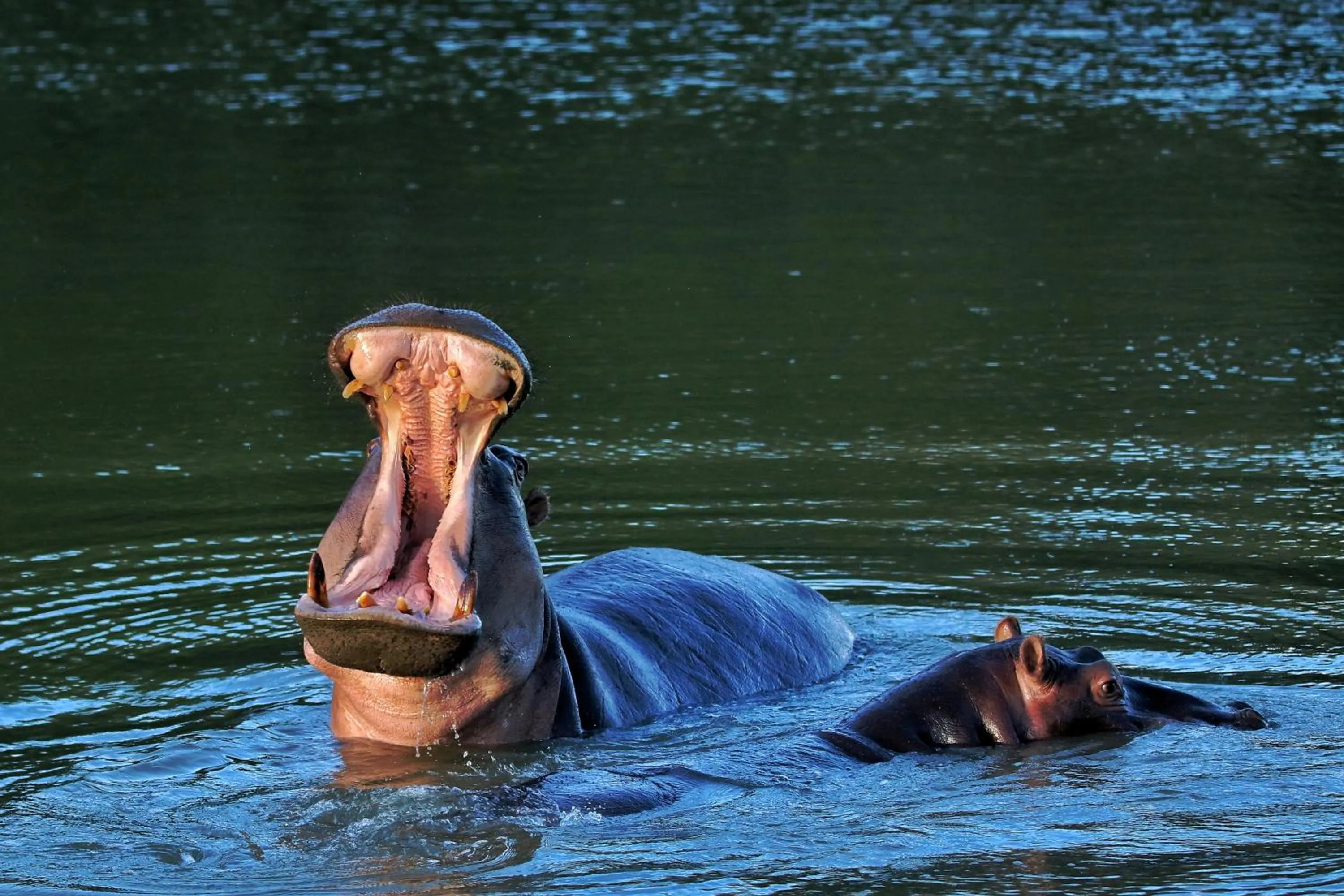 Animals in Woodbury Tented Camp – Amakhala Game Reserve