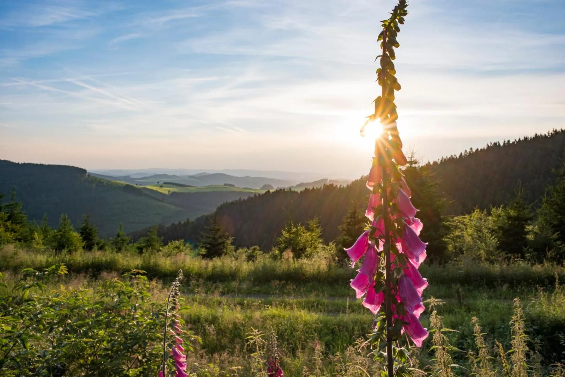 Natural landscape in Hotel Waldhaus Föckinghausen