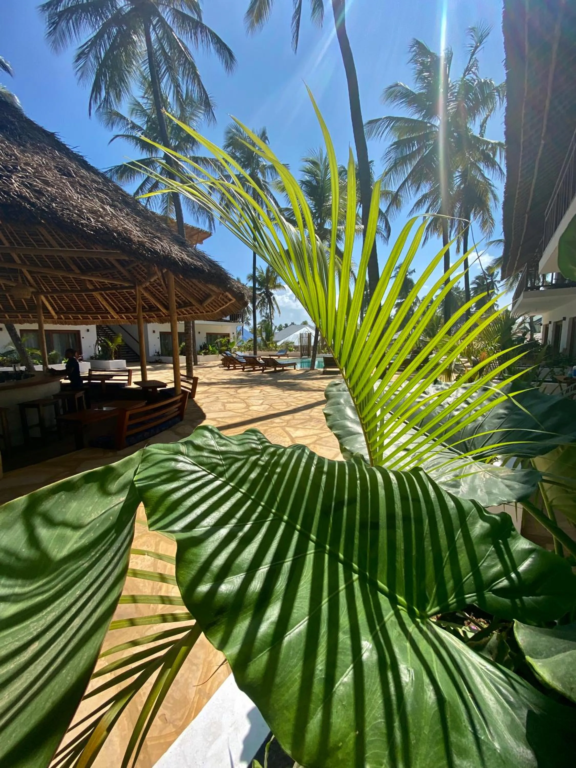 Garden in Aluna Paje