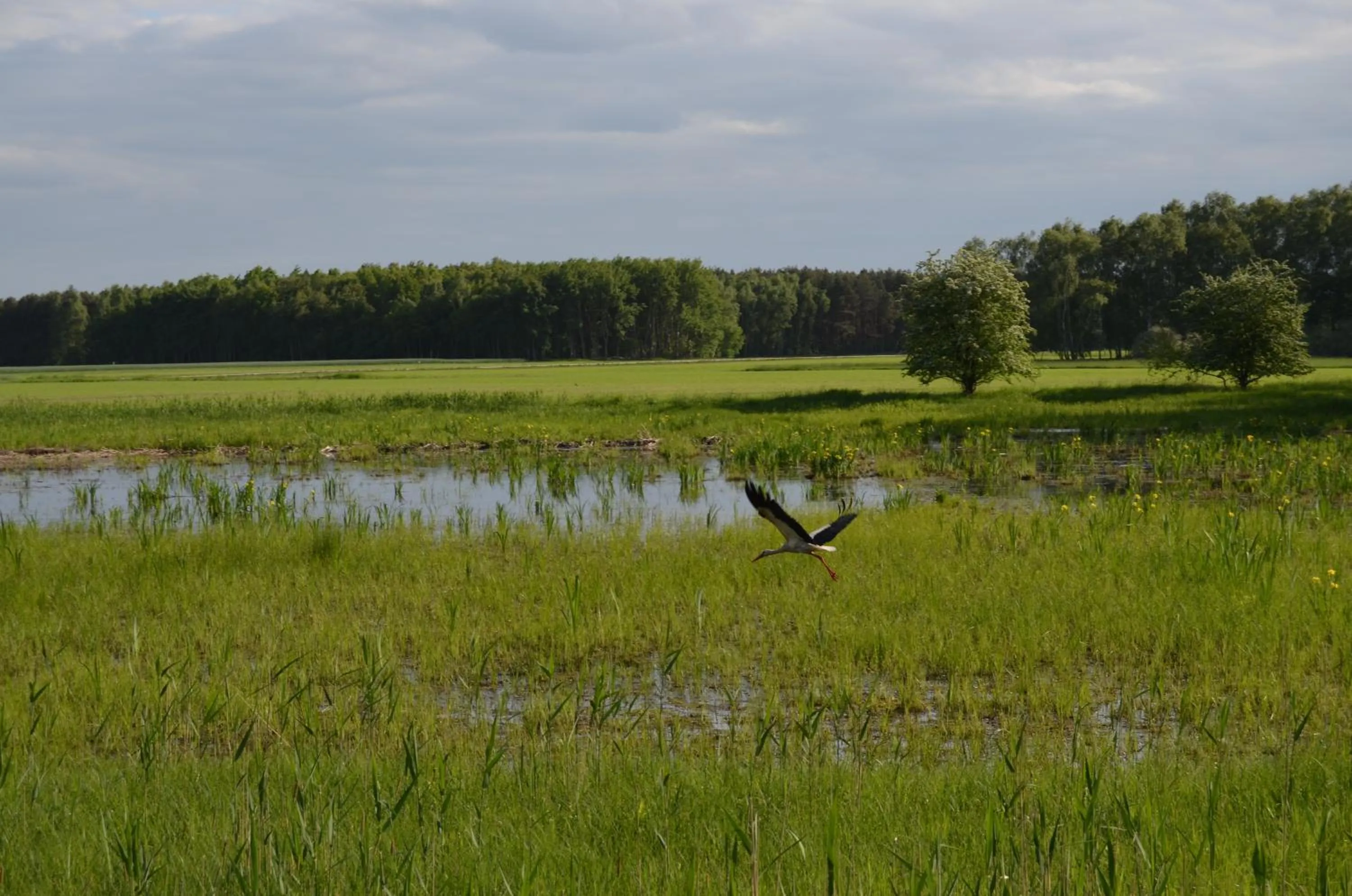 Natural landscape in Hotel Fürstenhof
