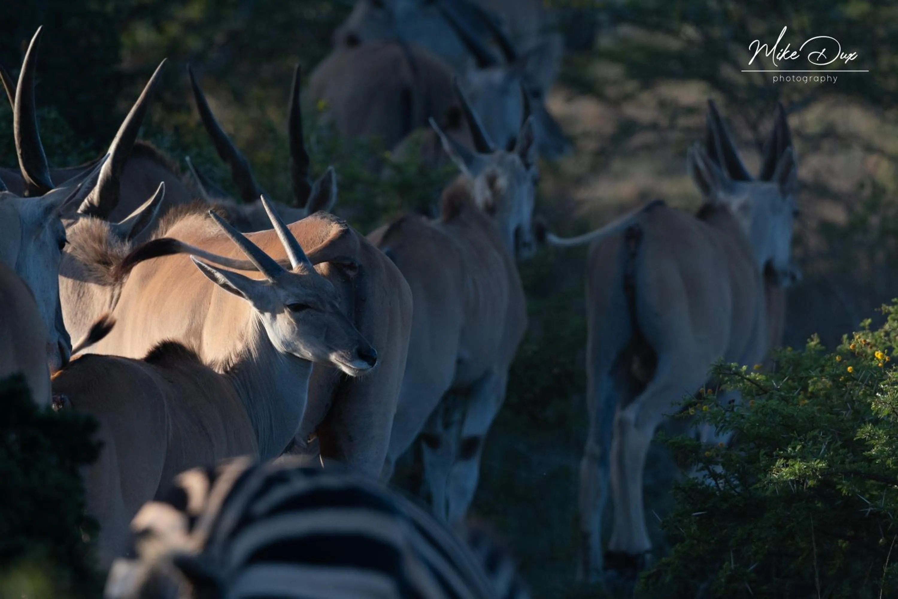 Activities in Safari Lodge - Amakhala Game Reserve