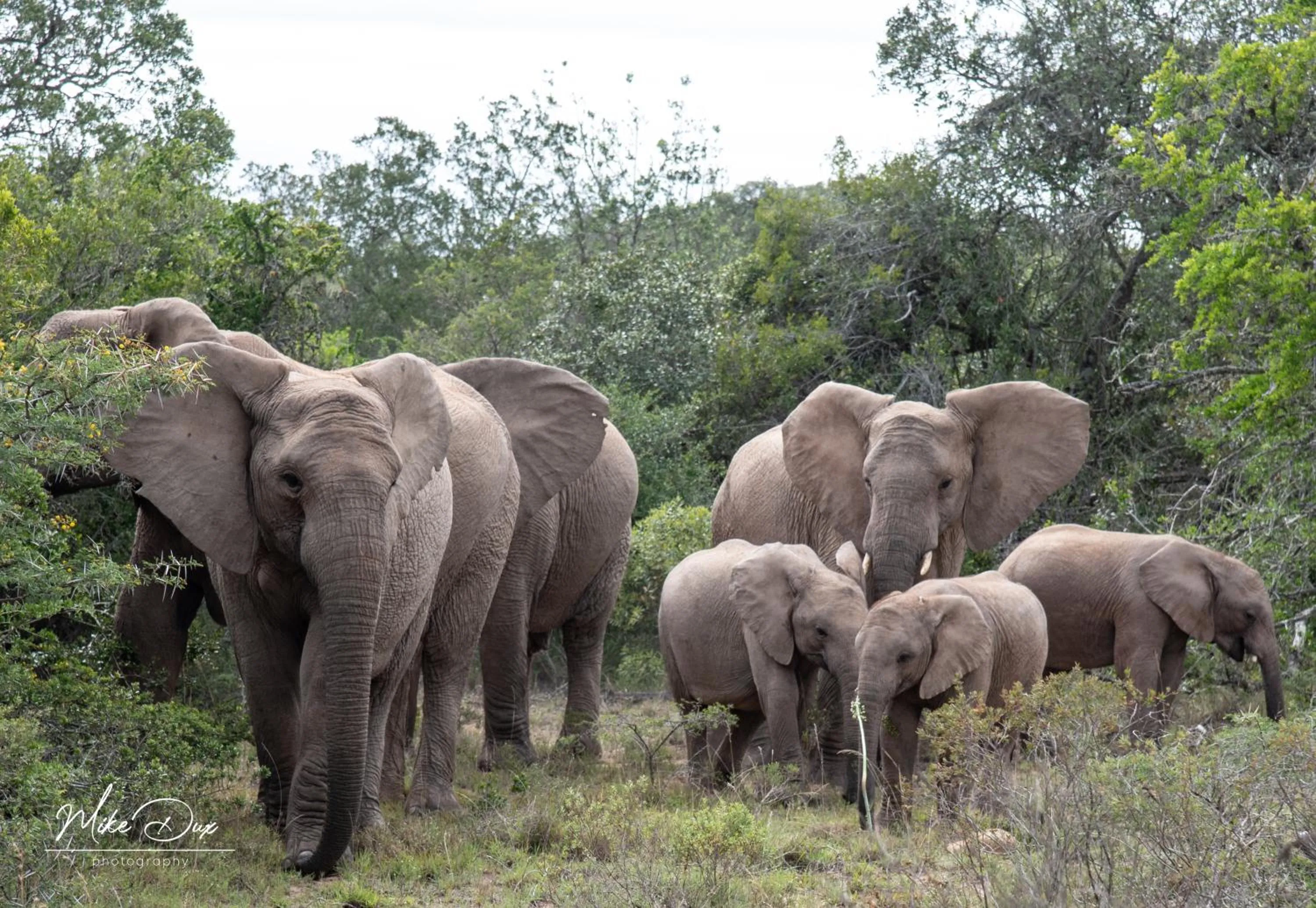 Activities in Safari Lodge - Amakhala Game Reserve