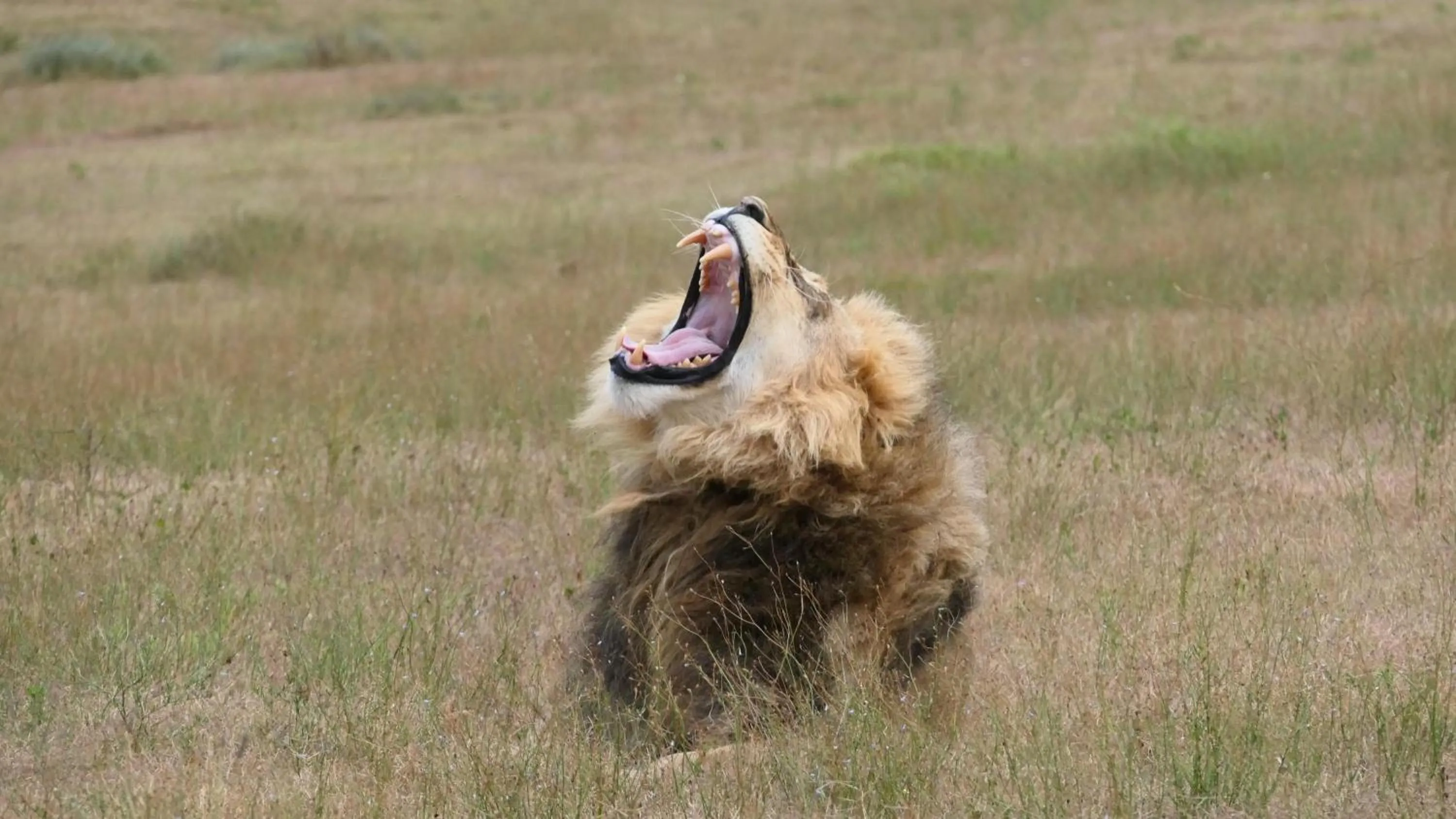 Animals in Safari Lodge - Amakhala Game Reserve