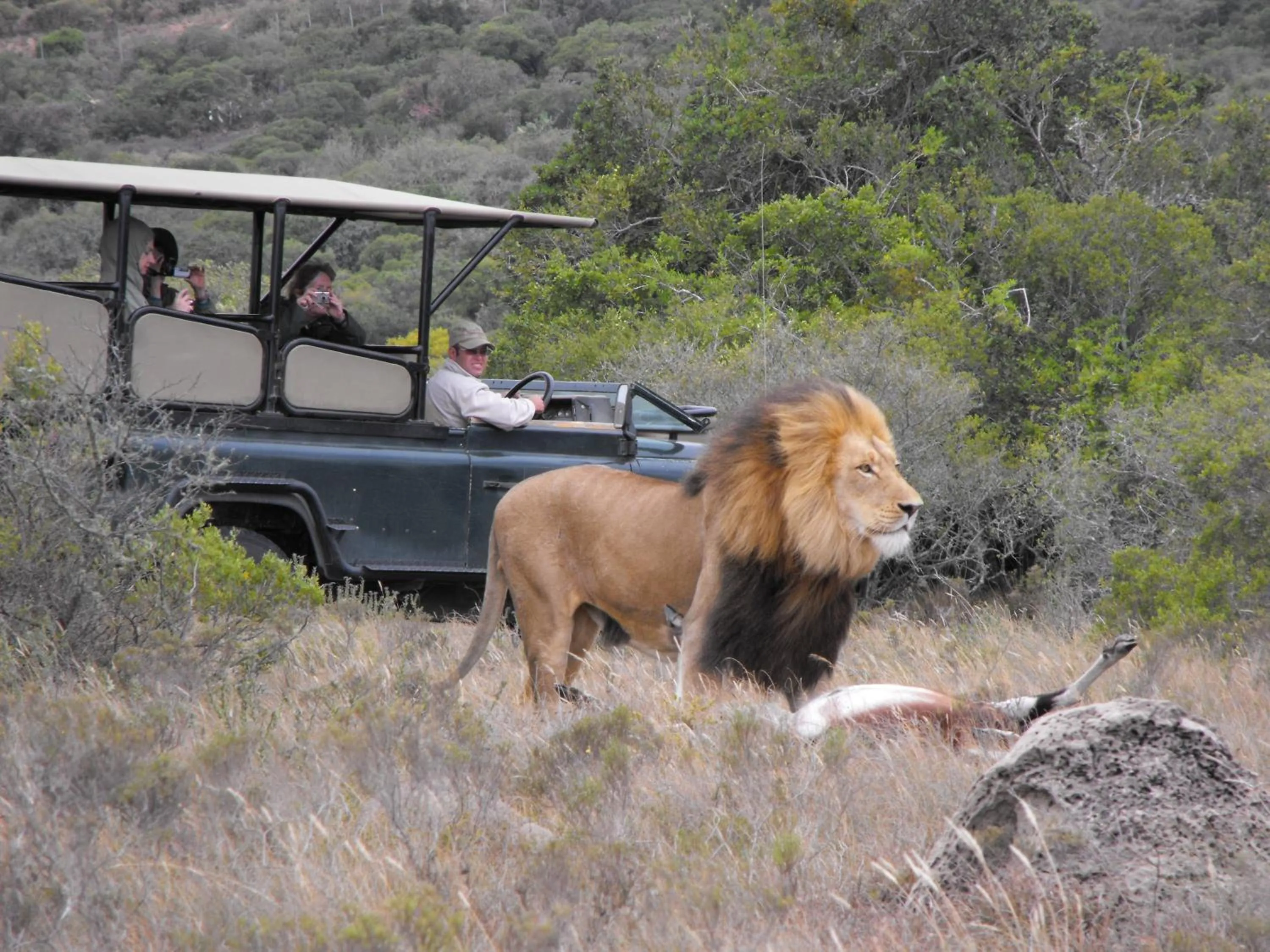 Activities in Safari Lodge - Amakhala Game Reserve