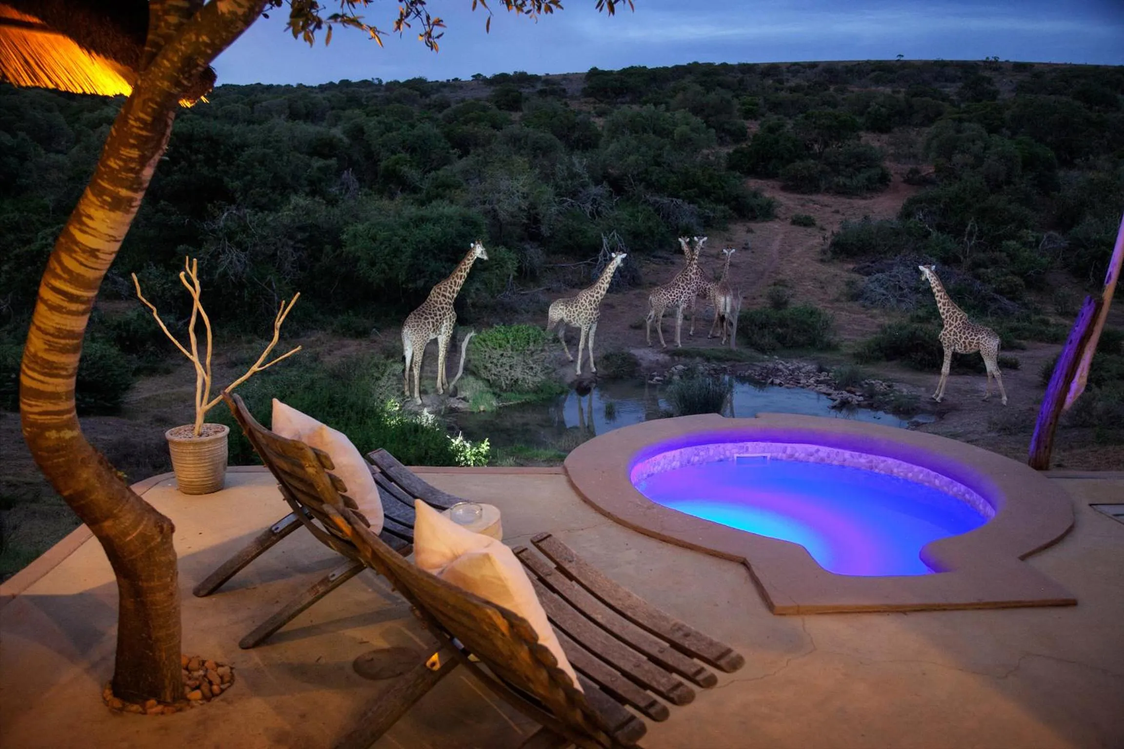 View (from property/room) in Safari Lodge - Amakhala Game Reserve