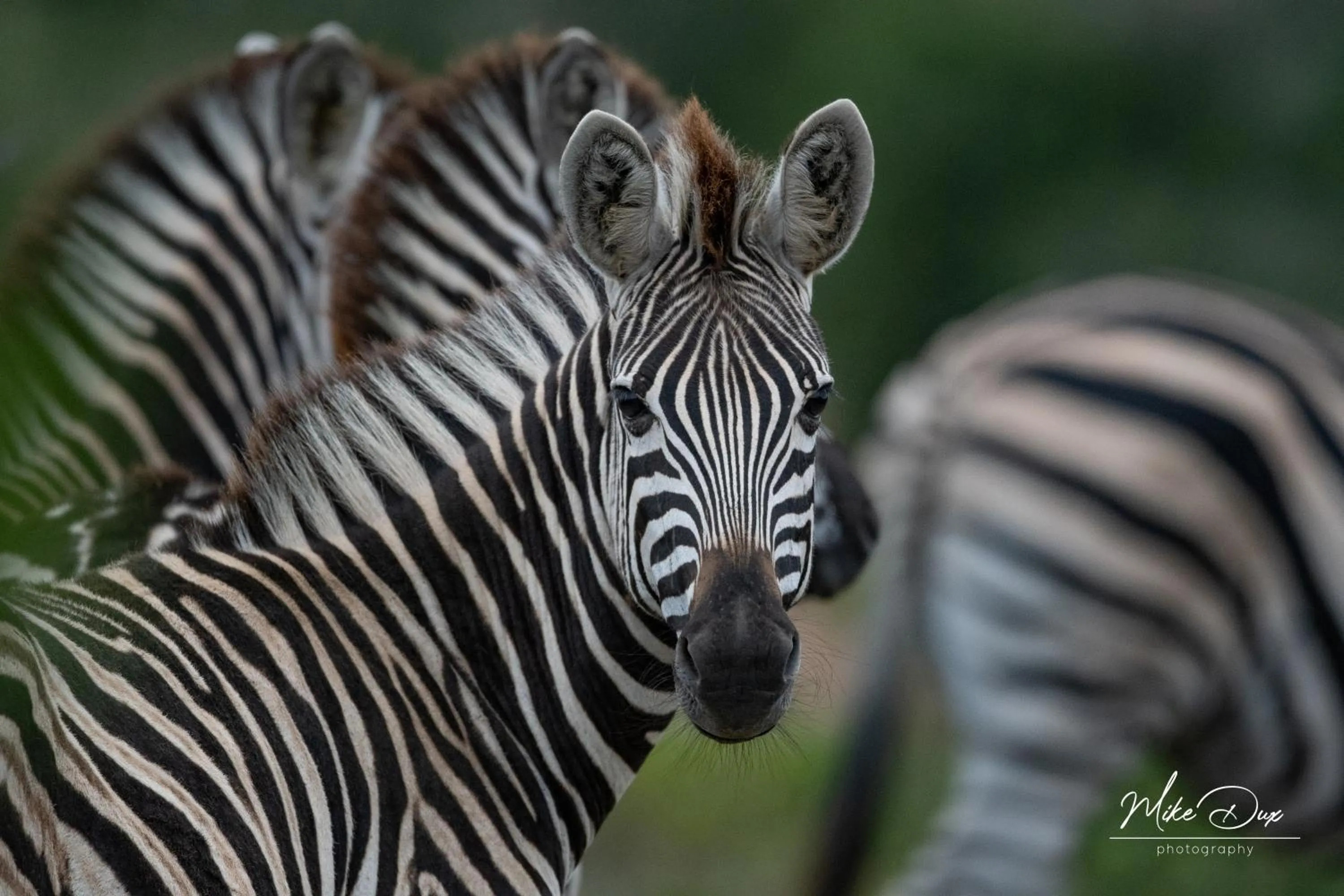 Activities in Safari Lodge - Amakhala Game Reserve