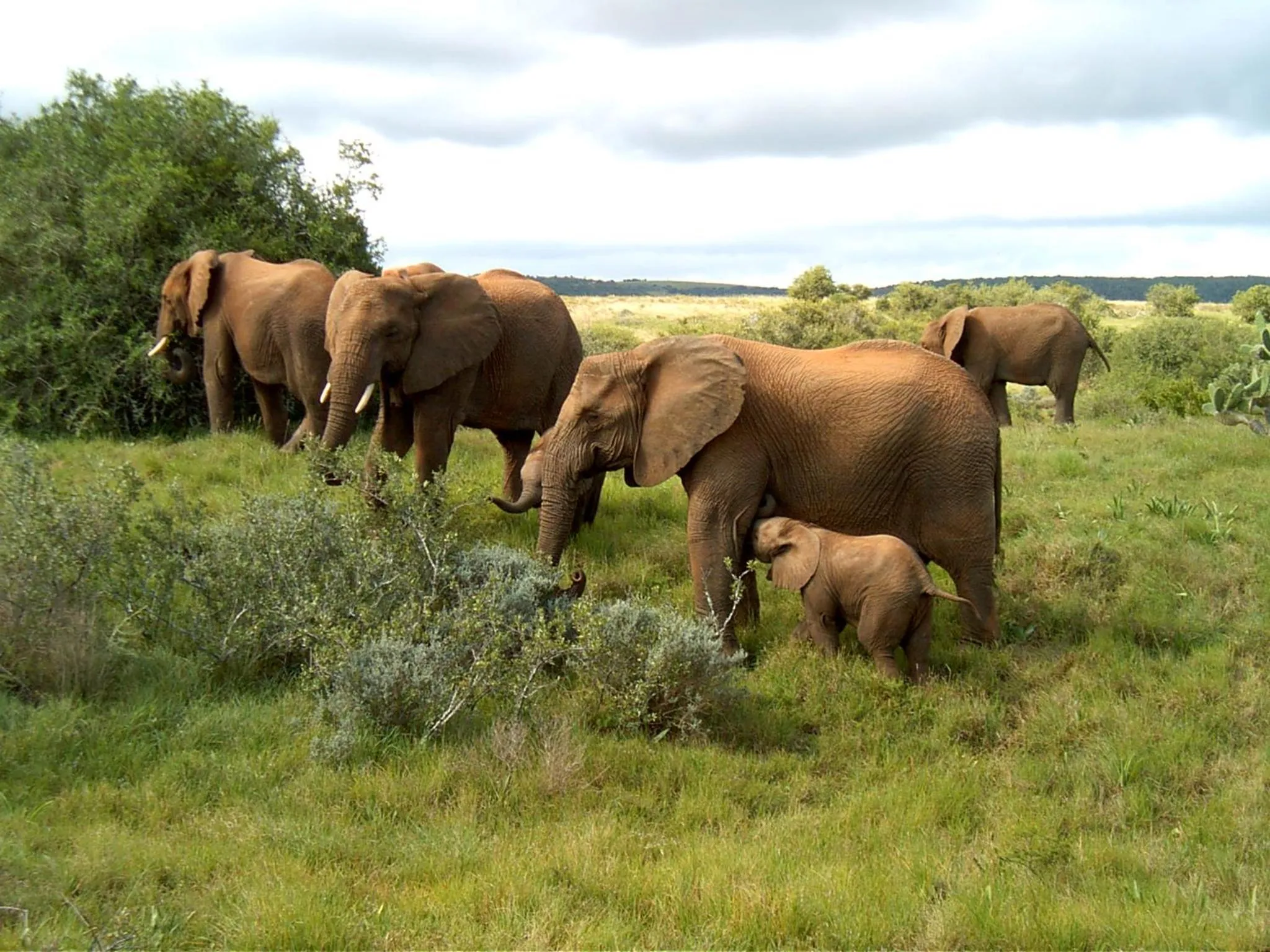 Activities in Safari Lodge - Amakhala Game Reserve