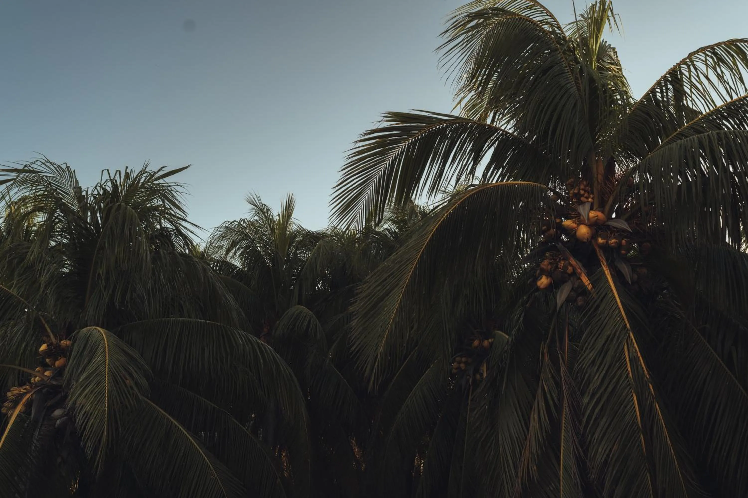 Natural landscape in Casa Peregrino Holbox