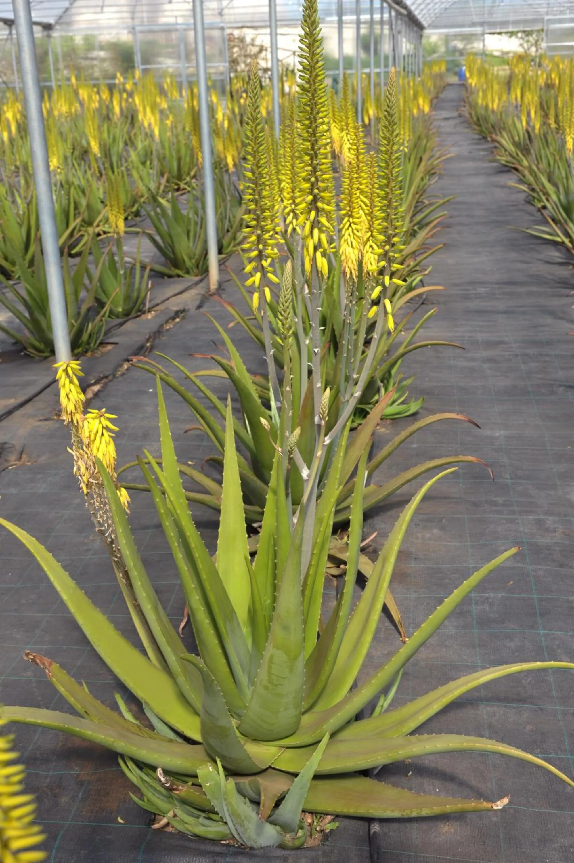Property building in Naturalis Bio Resort