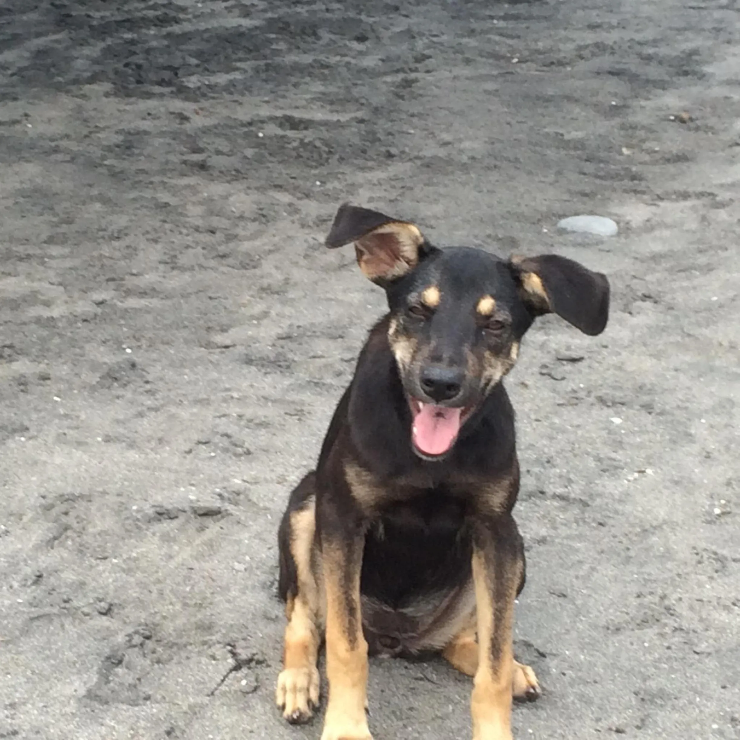 Pets in Sabas Beach Resort