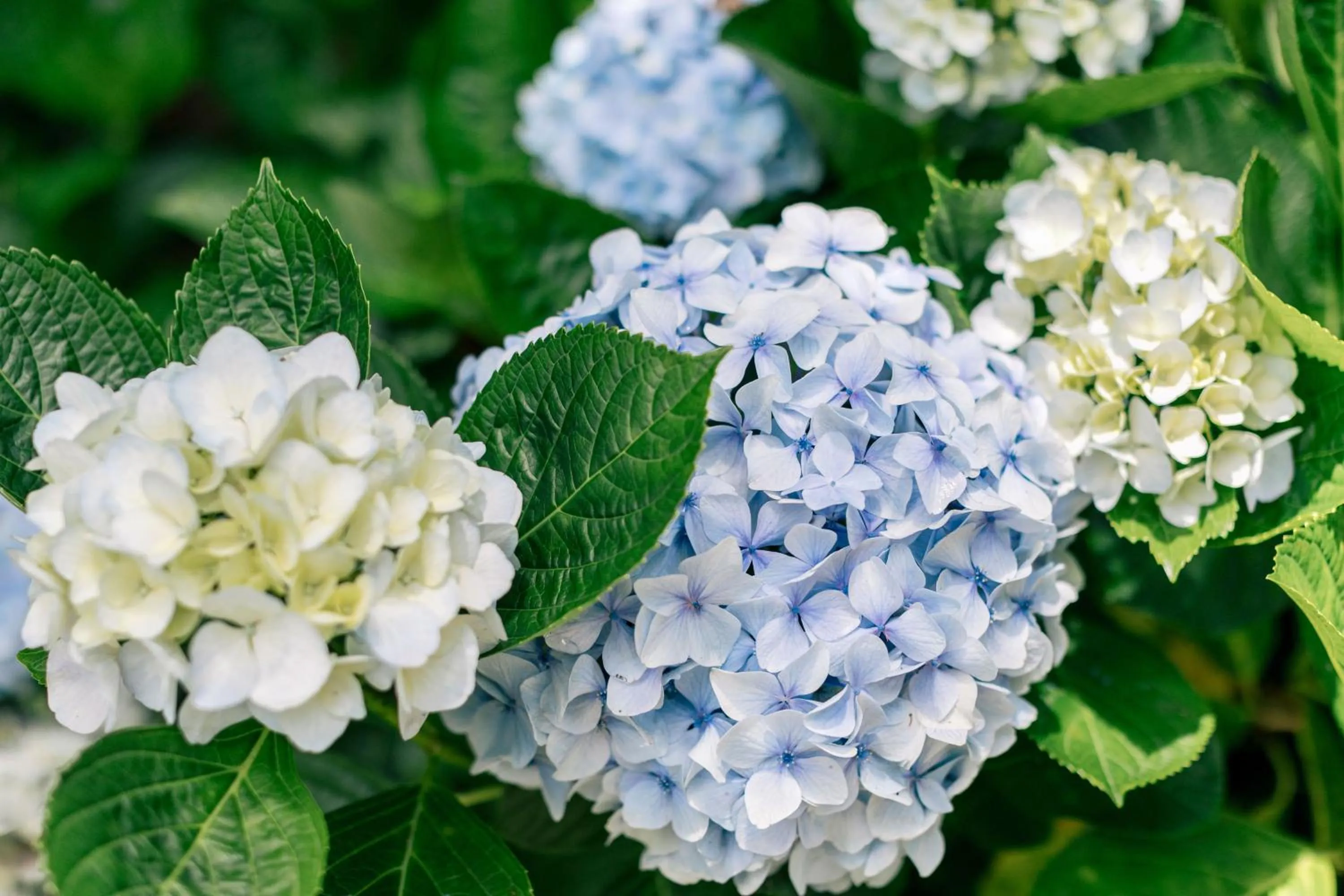 Natural landscape in Kilauea Lodge and Restaurant