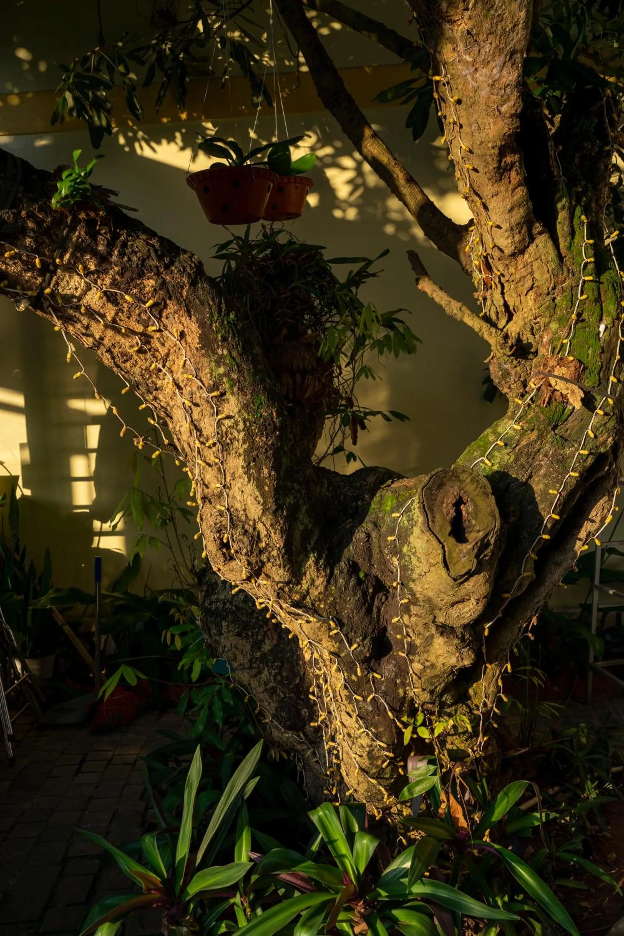 Night in Tam Coc Minh Hung Homestay