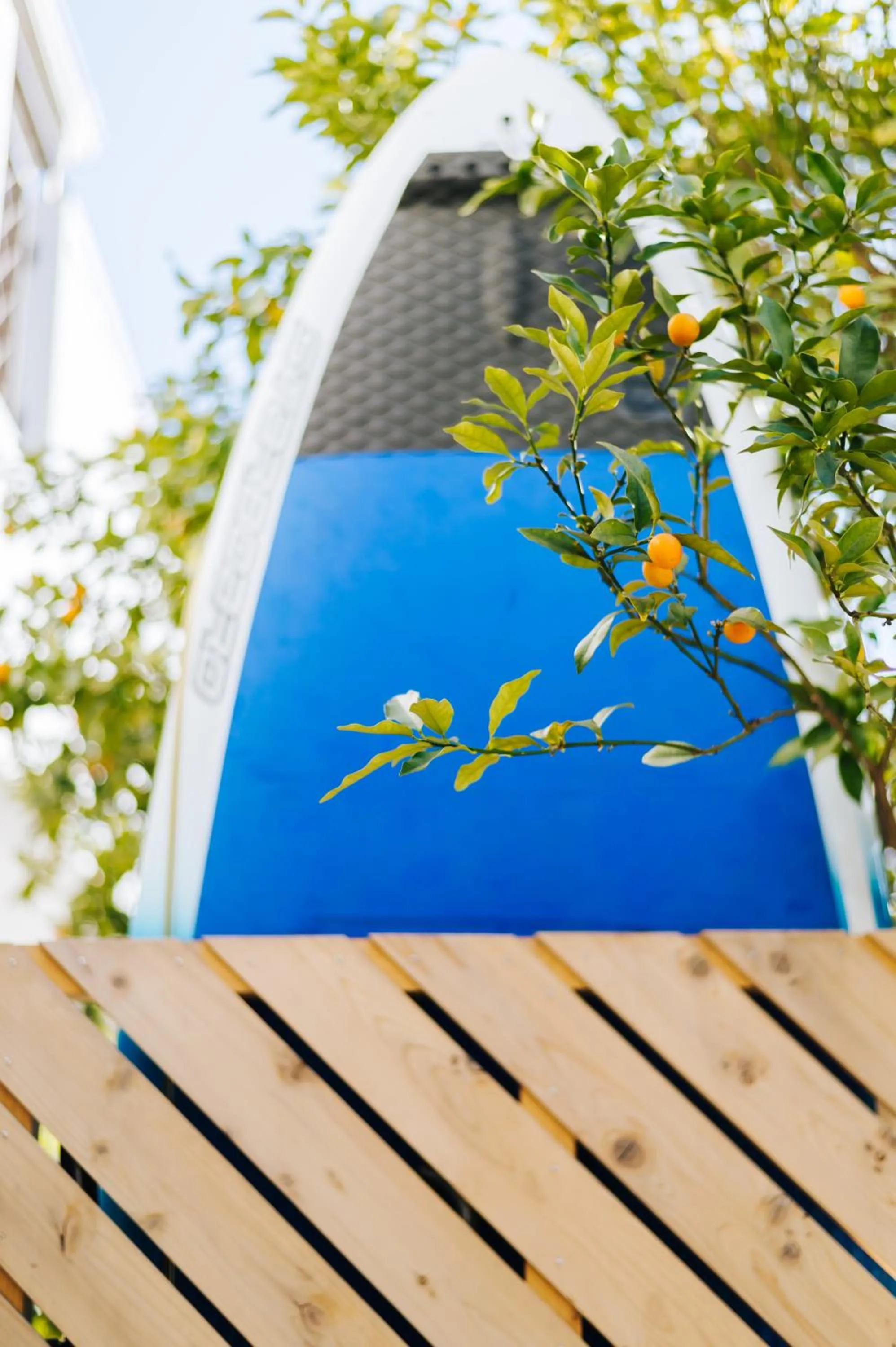 Garden in Beach side House SHELL kamakurahase