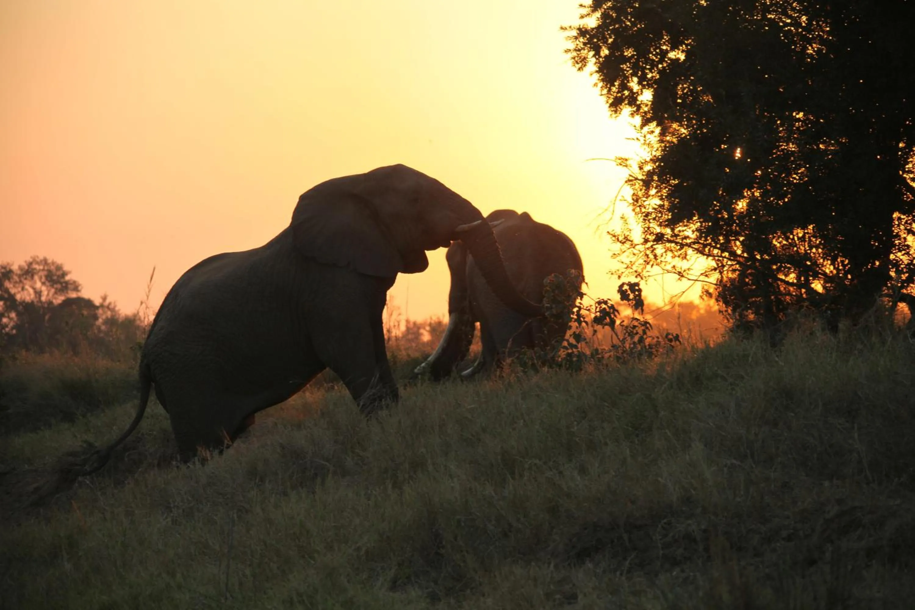 Activities in Karongwe River Lodge